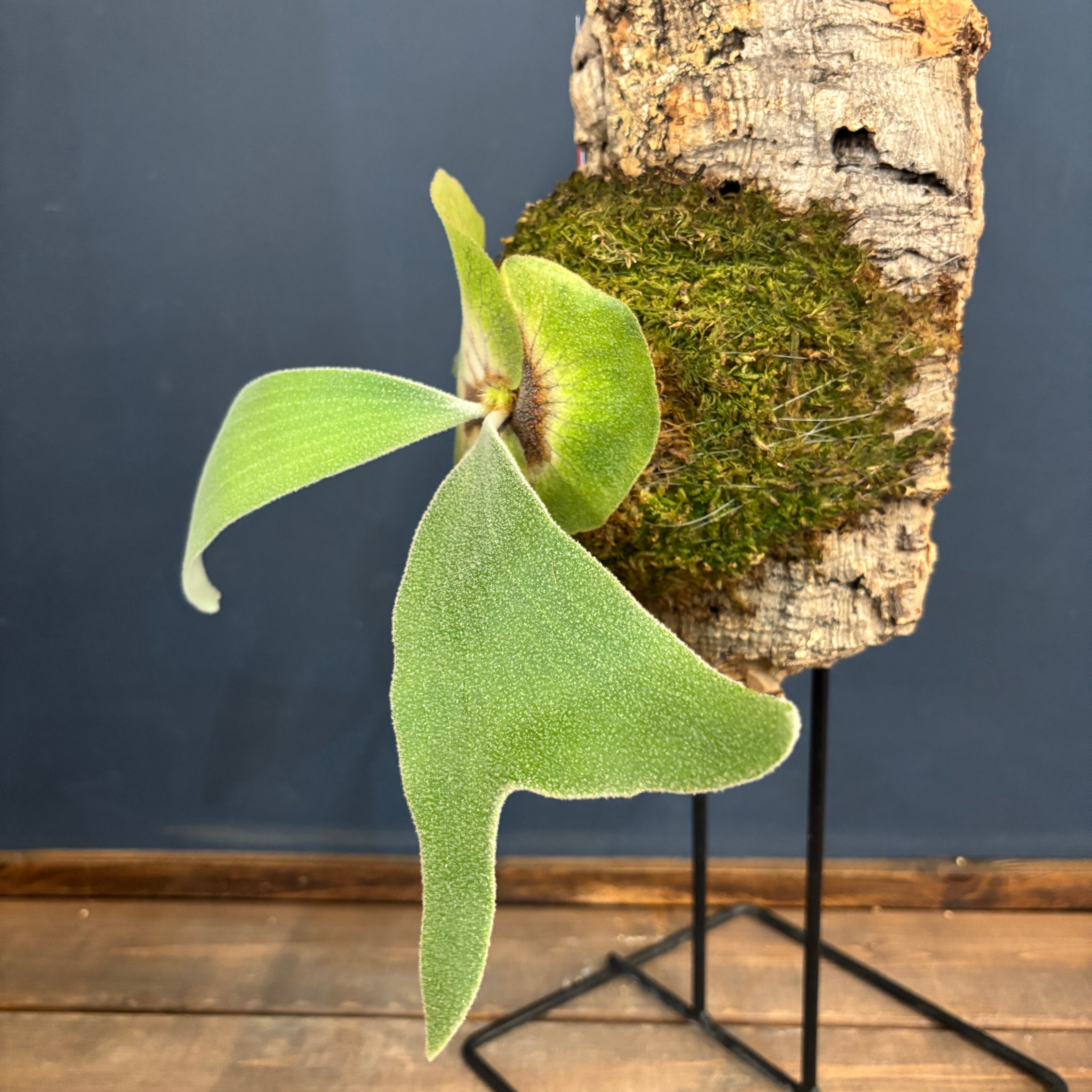 BASE抽選販売(限定価格)】 ビカクシダ アンディナム P.andinum コルク