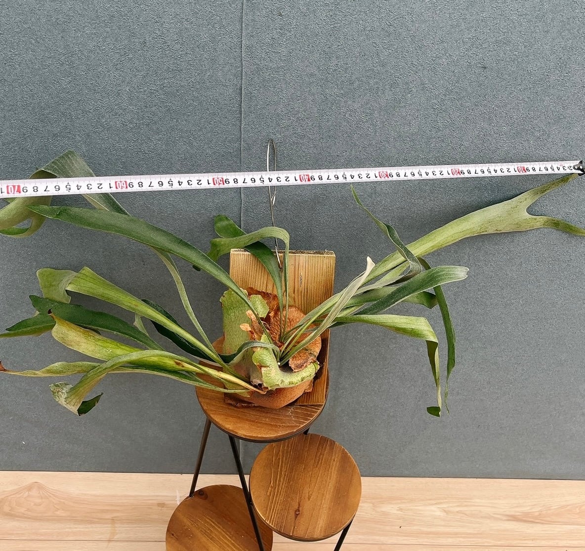 現品］S ビカクシダ コウモリラン 板付 観葉植物 室内 おしゃれ 吊り