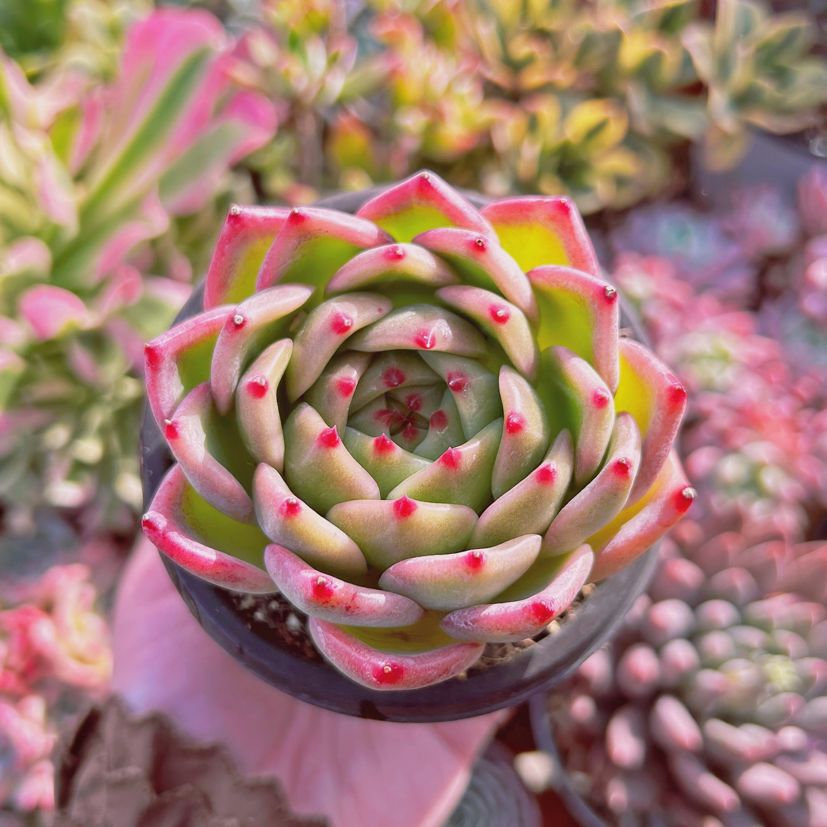 現物　多肉植物　ホワイトドラゴン　大　抜き苗