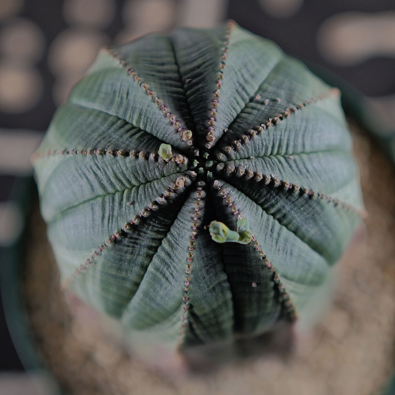 巨大多頭オベサ　13cm 木質化　ヴィンテージ株 巨大多頭オベサ 13cm 木質化 ヴィンテージ株 - メルカリ