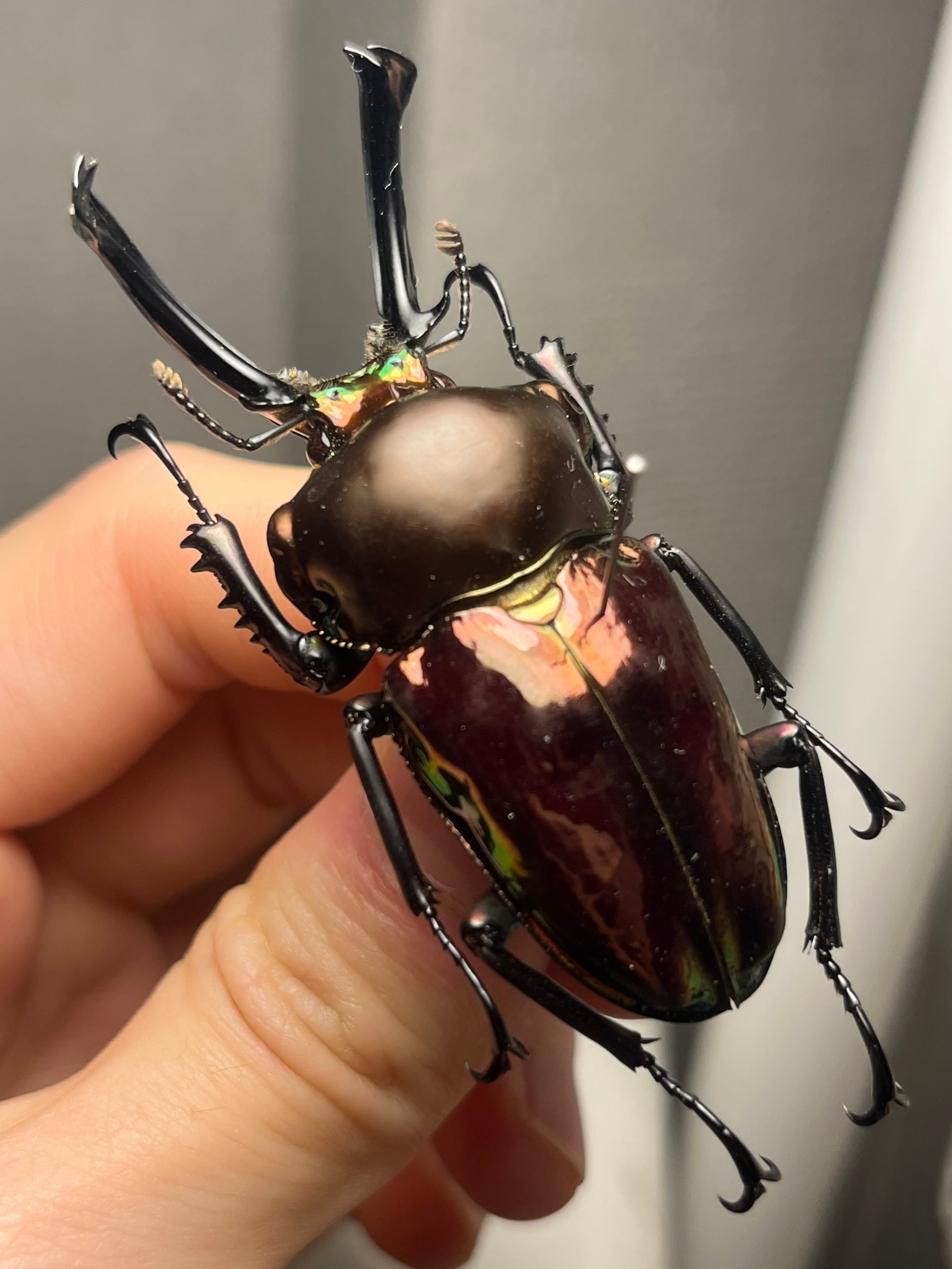 標本】ニジイロクワガタ オウゴンオニクワガタ ピカール血統 レッド