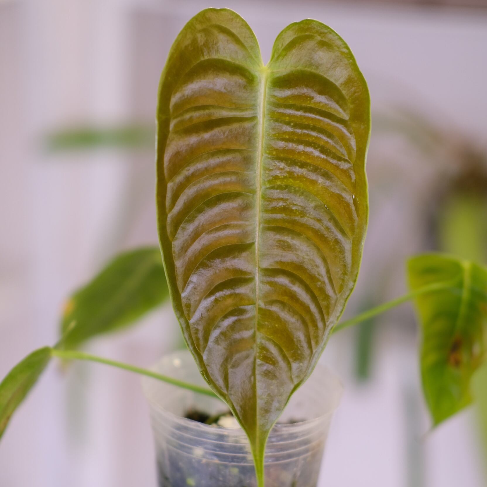 アンスリウム・ベイチー│Anthurium Veitchii②│観葉植物