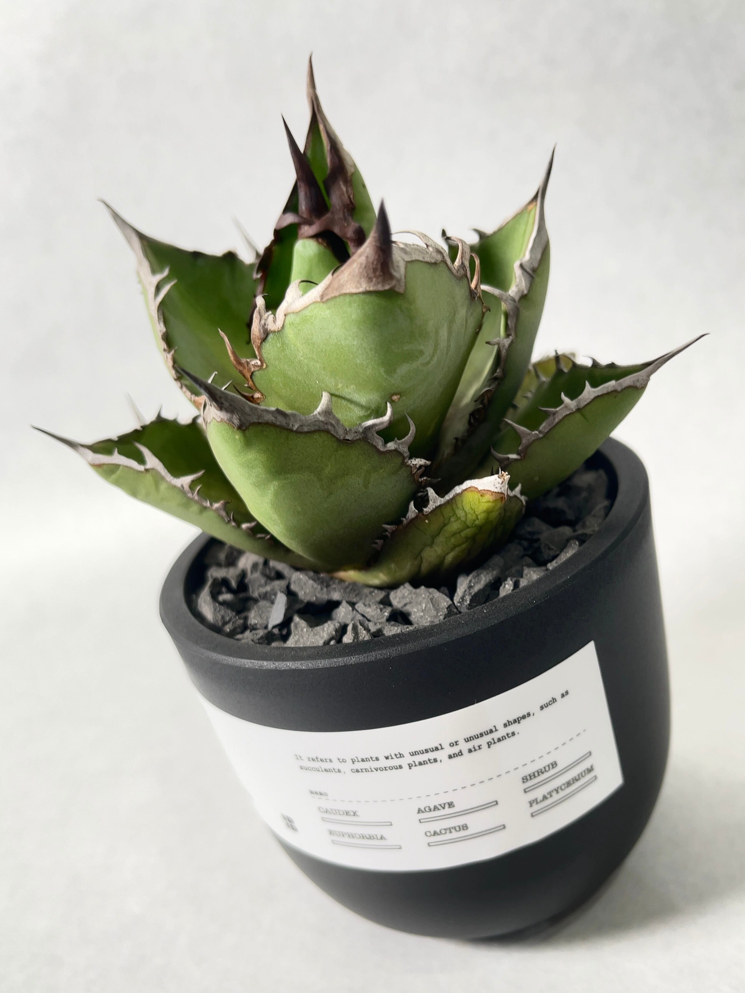 アガベ・ブラックファイヤー | trigger