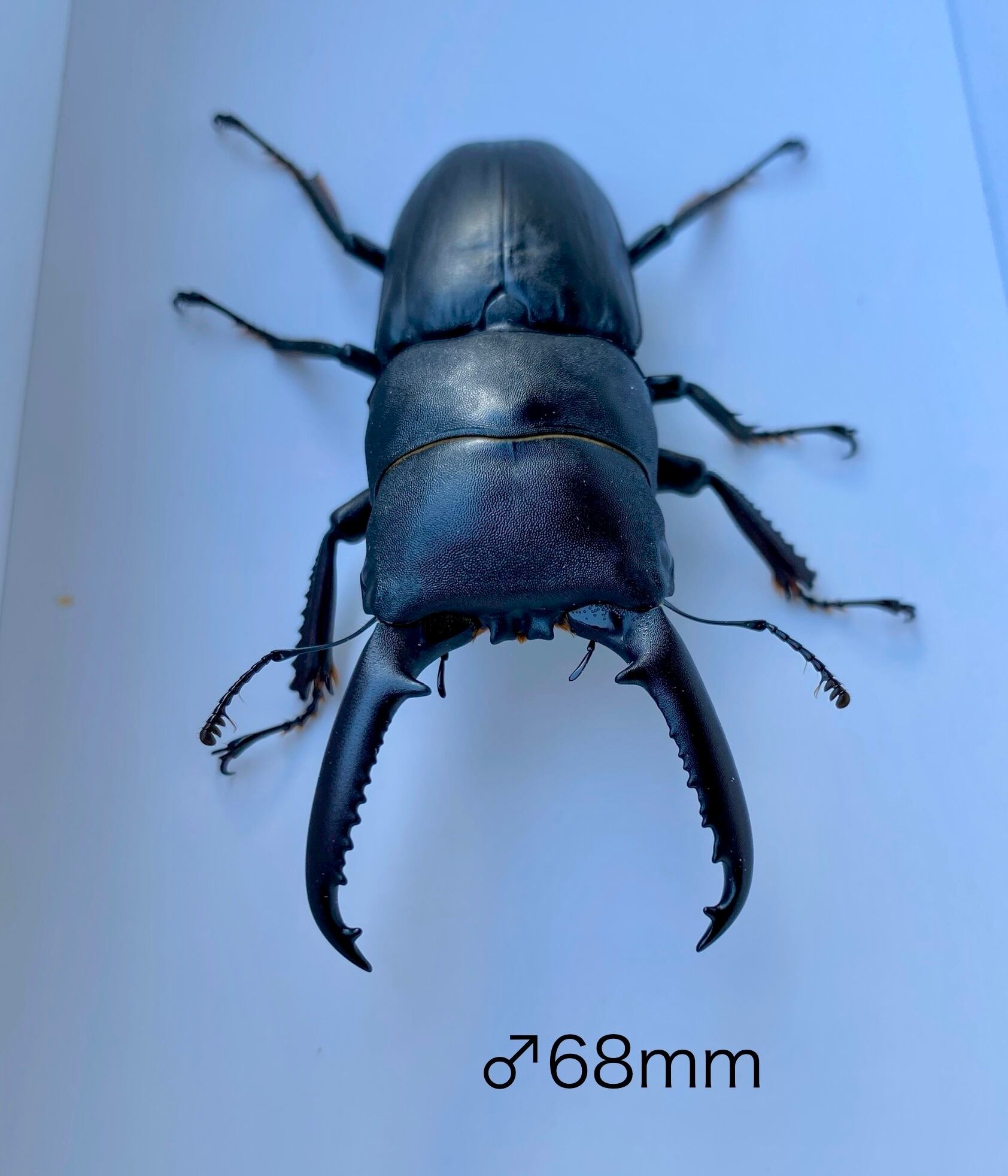 対馬産 オオクワガタ ♂65mmペア (WF1) | つしまのむし