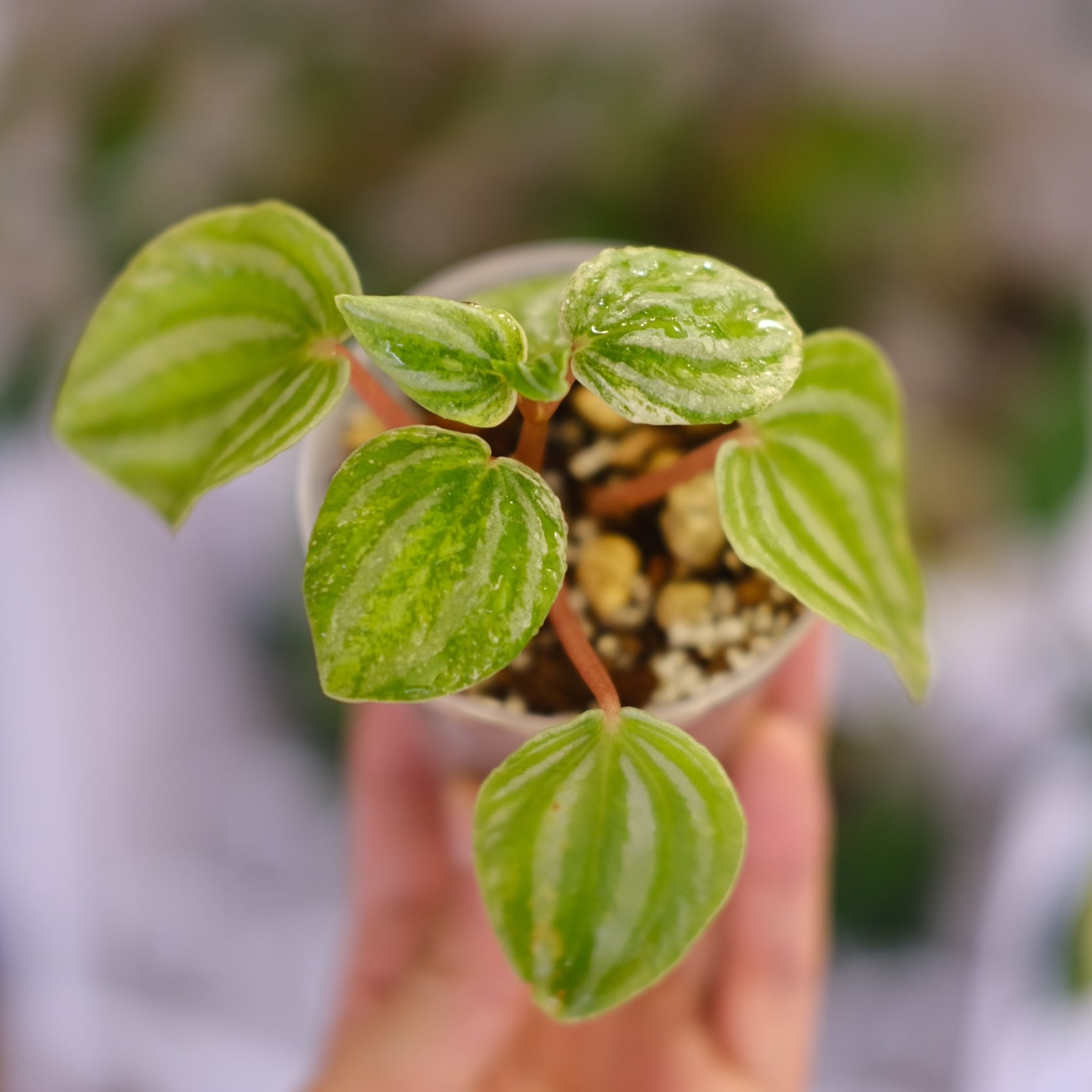 Peperomia argyreia variegated/スイカ ペペロニア⑧ Peperomia argyreia variegated / 極斑入り スイカペペロニア⑧│観葉