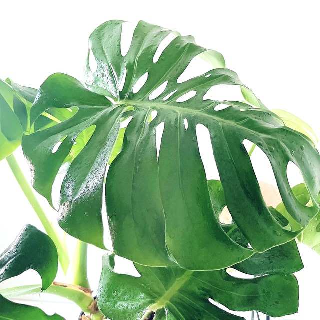 モンステラ ボリュームあり 大葉 観葉植物 calm cafe