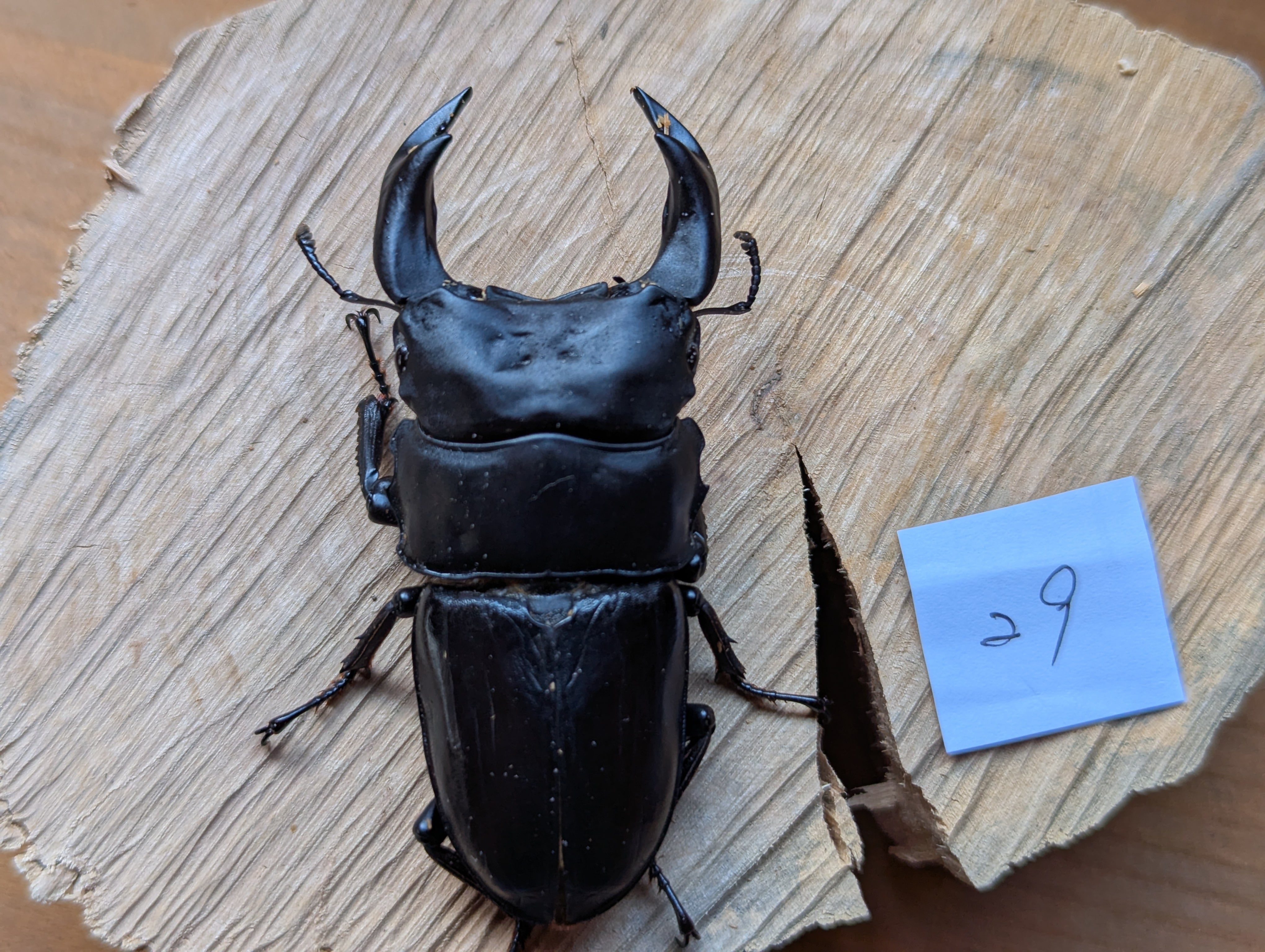 3 マダガスカルのとても珍しい虹色タマムシ（♀） | PAY ID