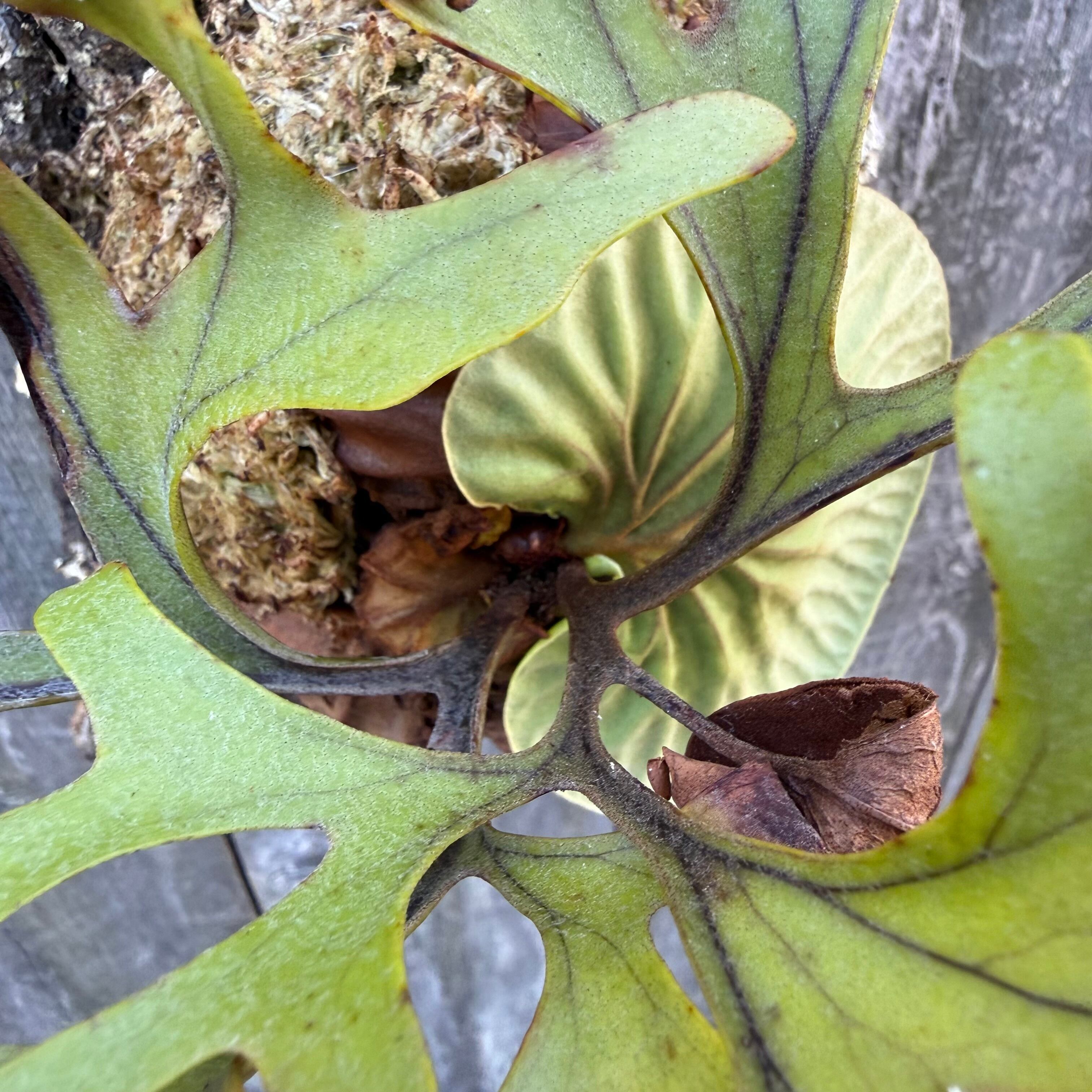 P.ridleyi wild | naturefix