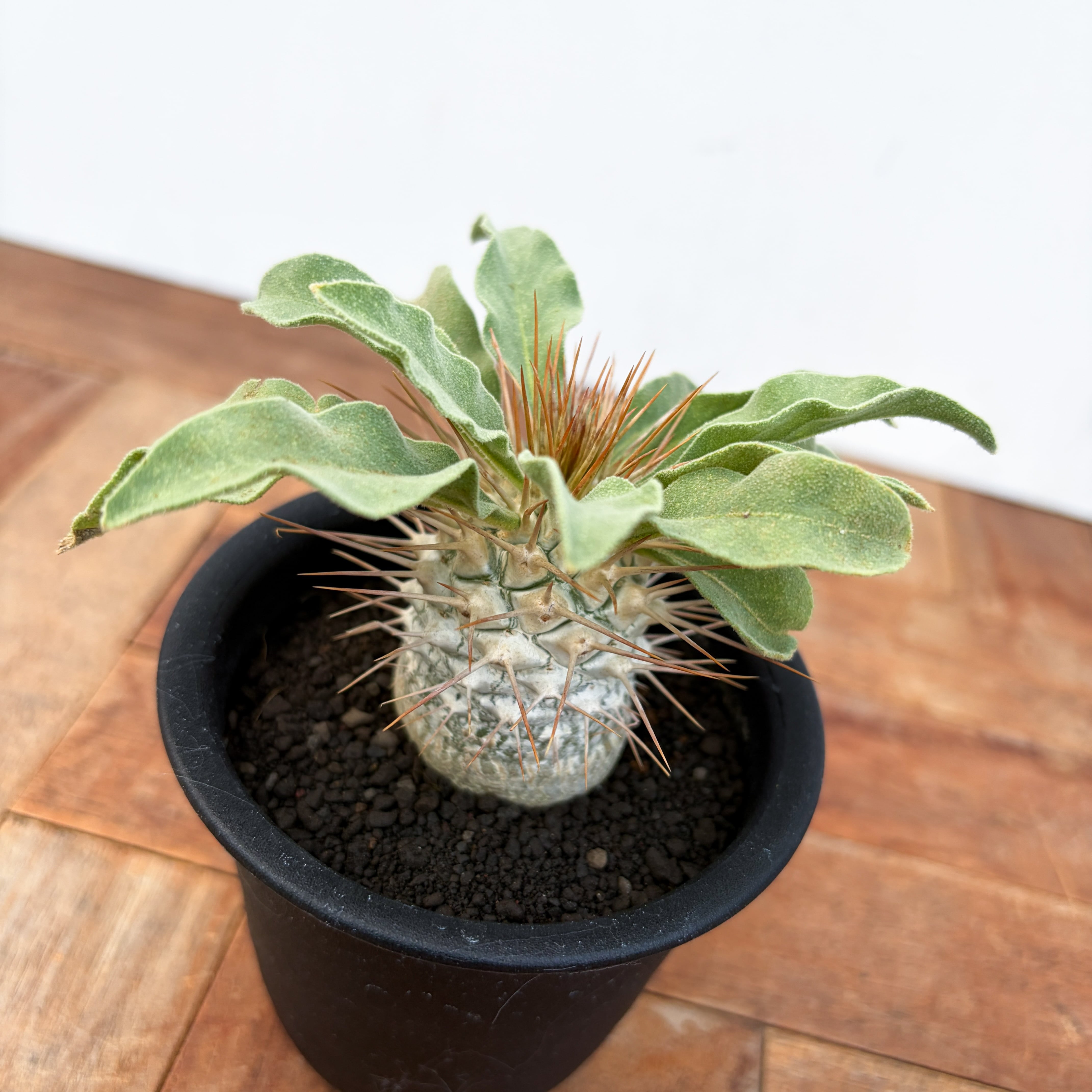Pachypodium namaquanum【パキポディウム・ナマクアナム・光堂・実生