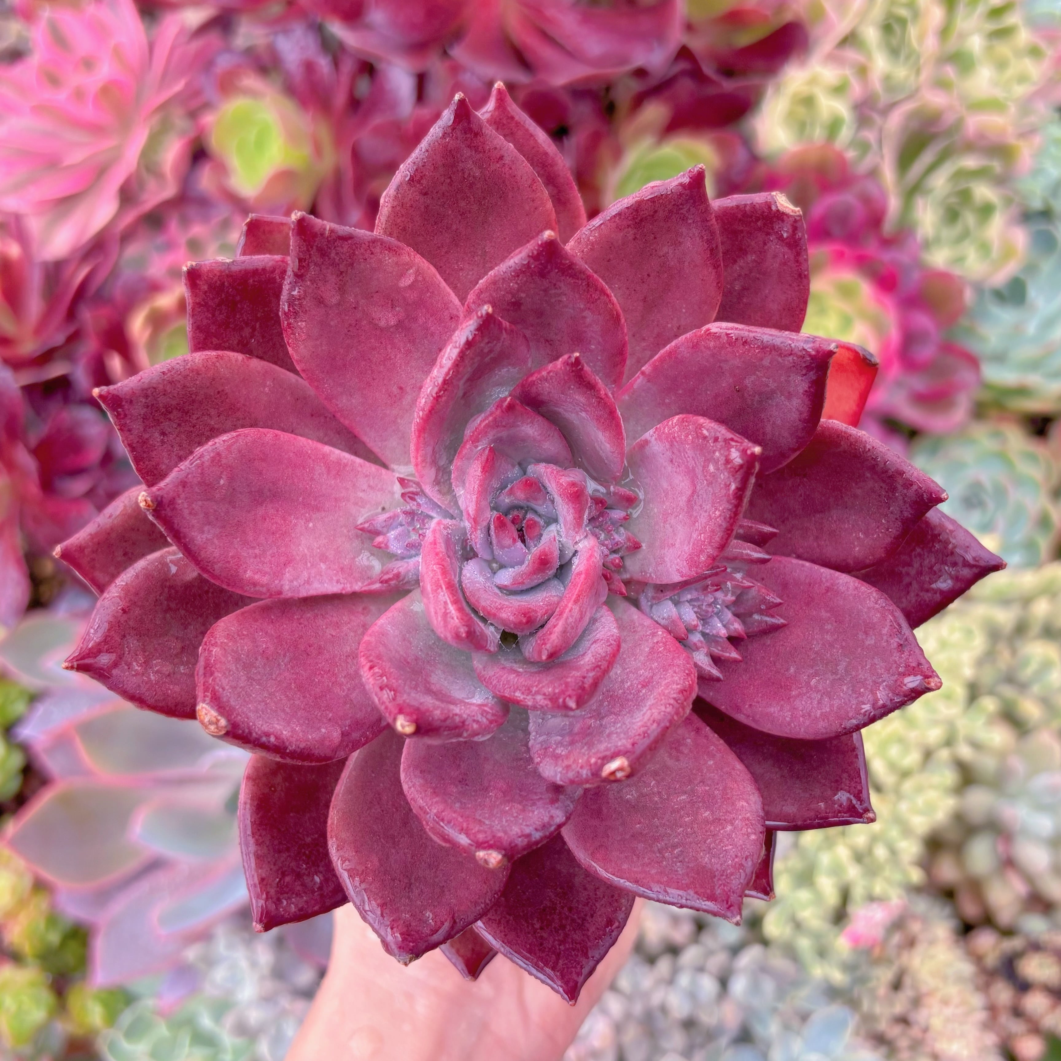 現品　唐雫#1002　大苗　新入荷　るる農園