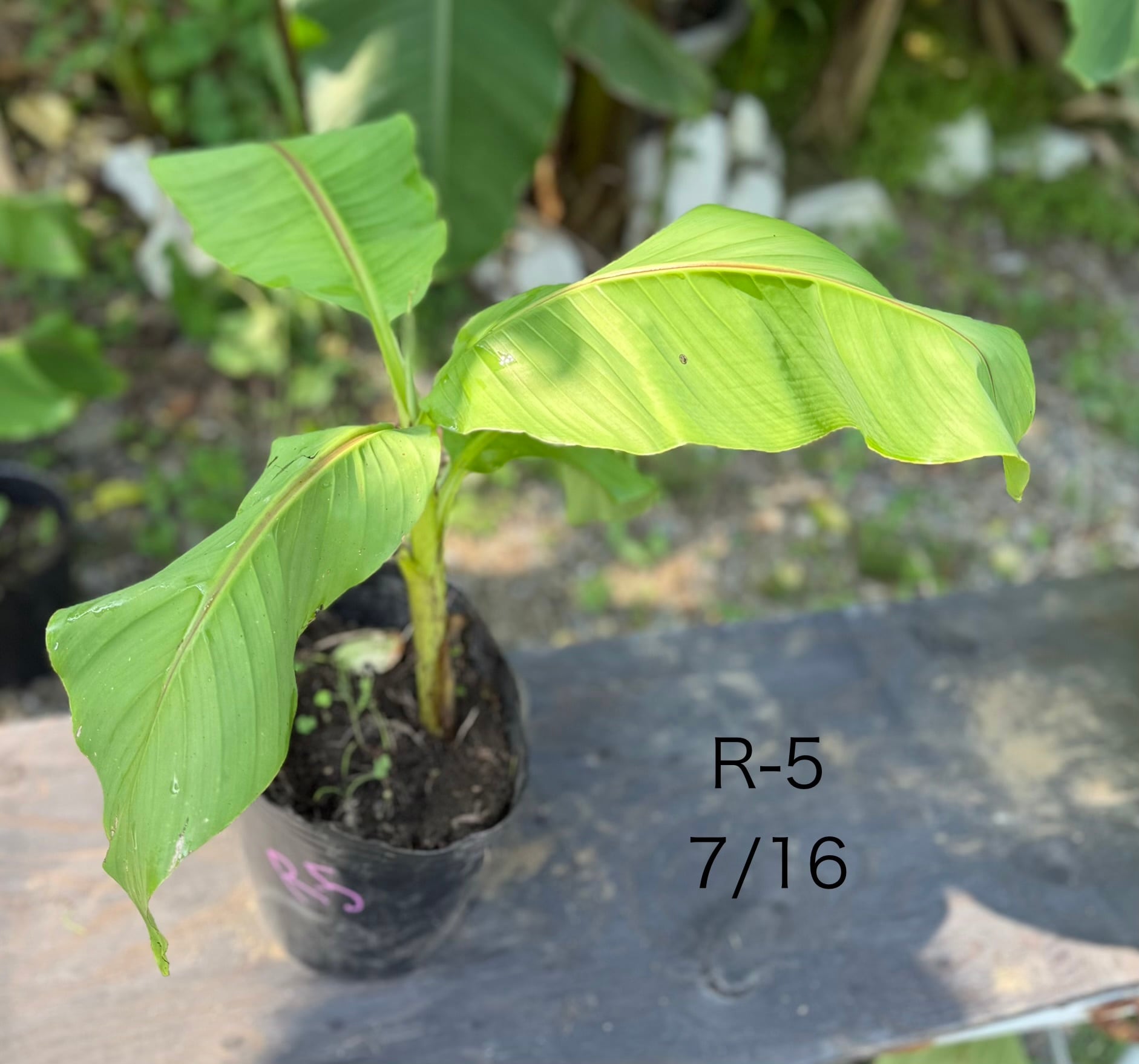 芭蕉 ジャパニーズバナナ バショウ 苗 A-3【鉢底から計測】 約100cm