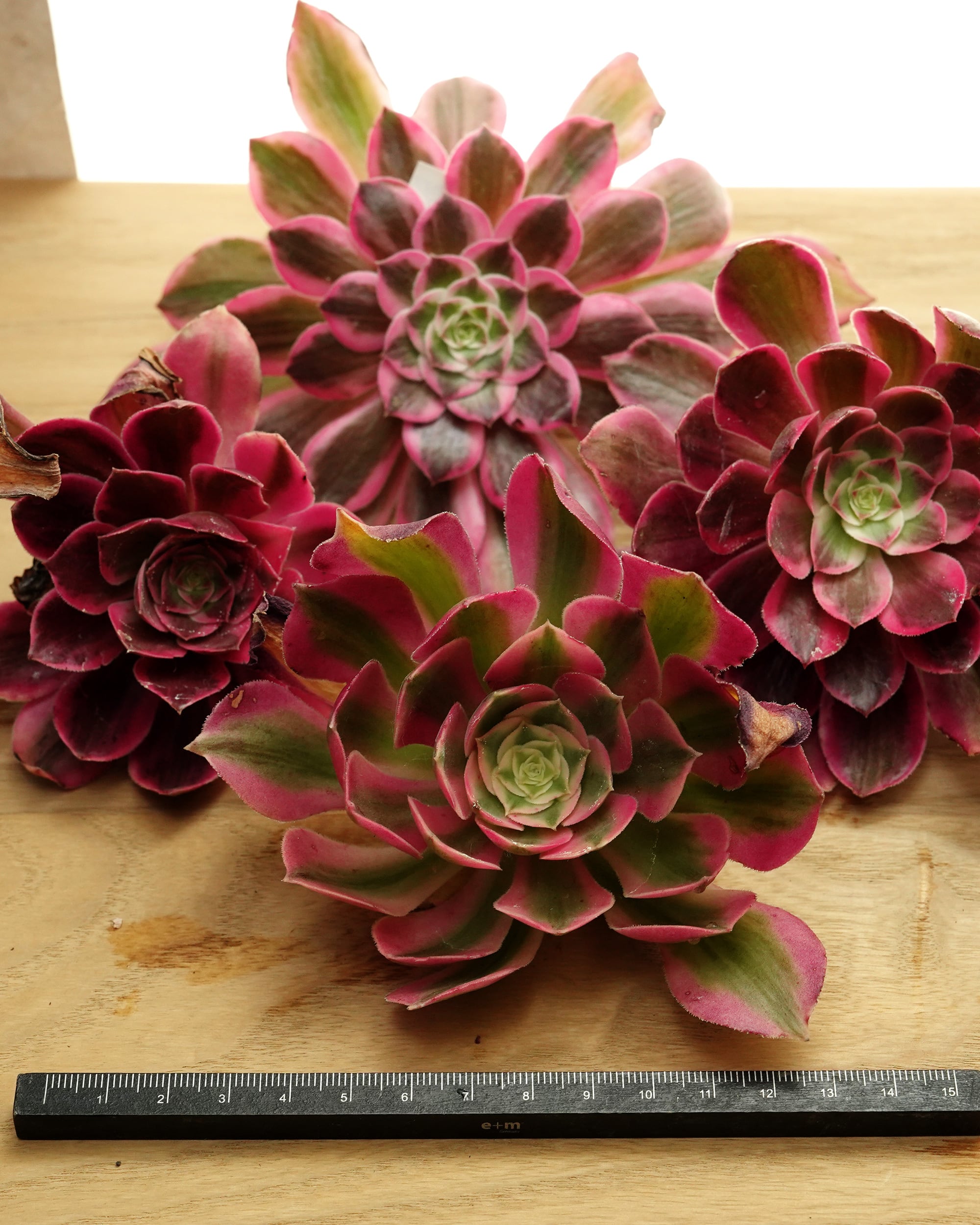 発根済カット苗 アエオニウム ガーネット 大きめ Aeonium 'Garnet
