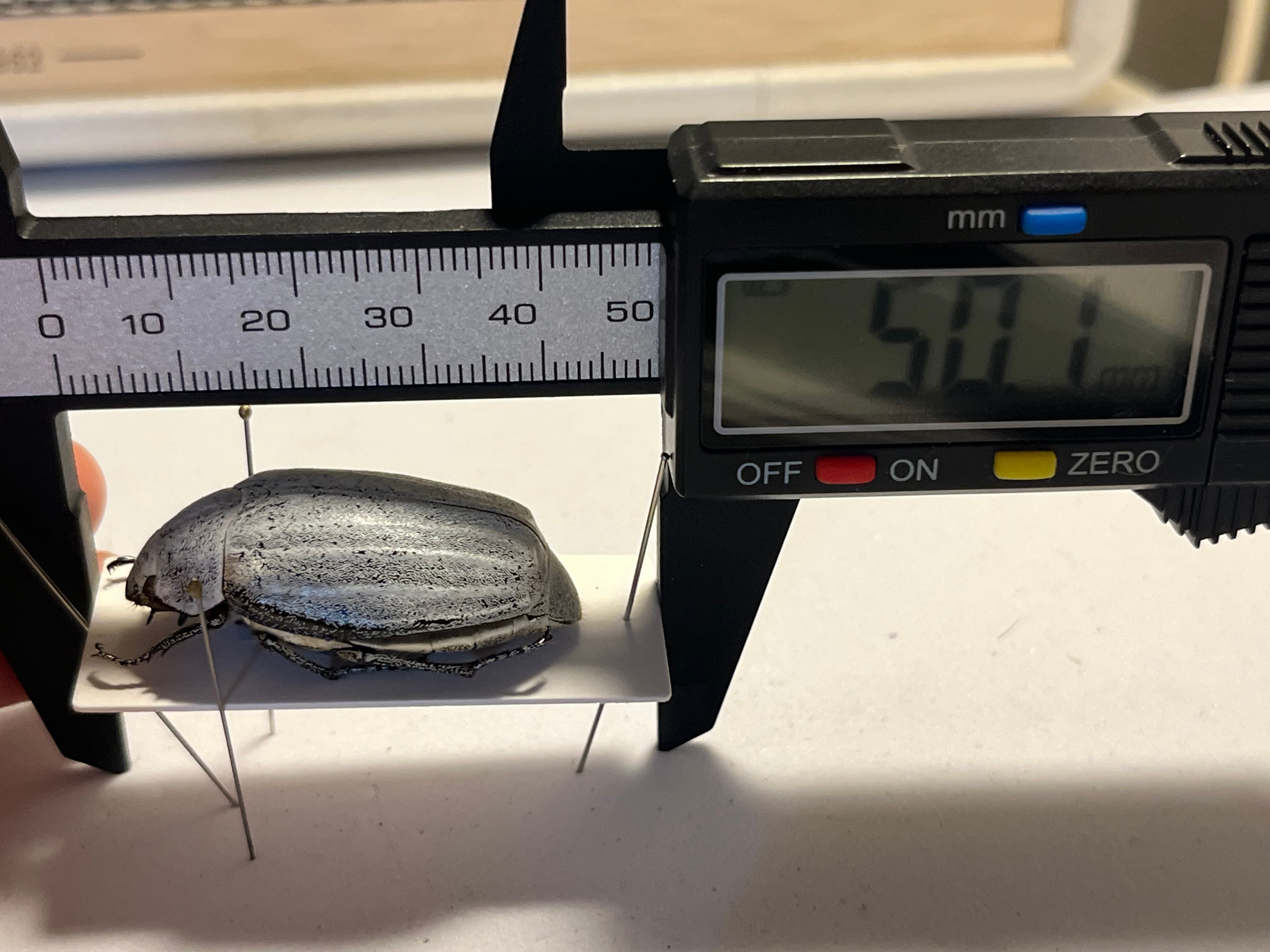 38mm】マッシロコガネ Cyphochilus 地球上で最も白い生物 プラチナ