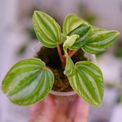 Peperomia argyreia variegated / 極斑入り スイカペペロニア⑦│観葉植物