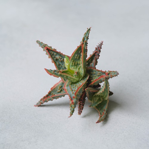 アロエ ハイブリッド -Aloe hybrid- No.401