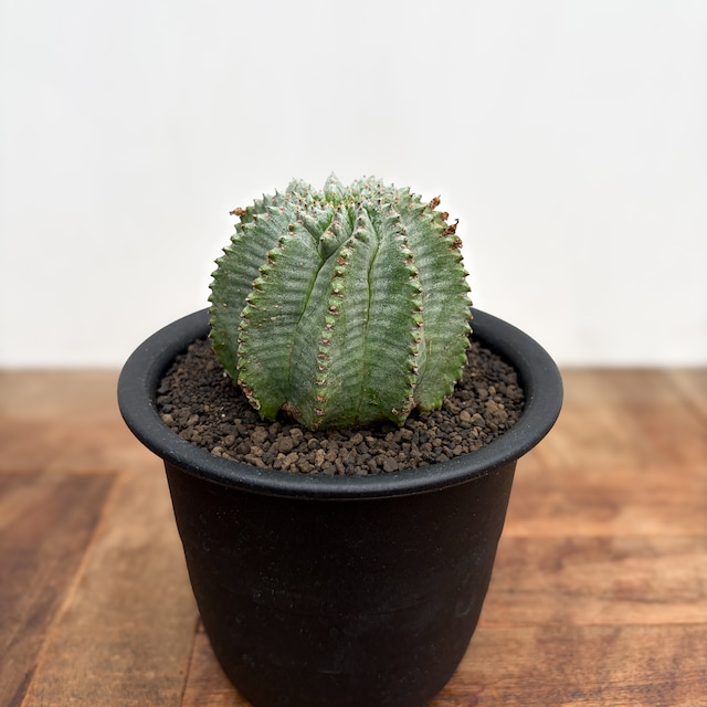 Euphorbia horrida【ユーフォルビア・ホリダ】