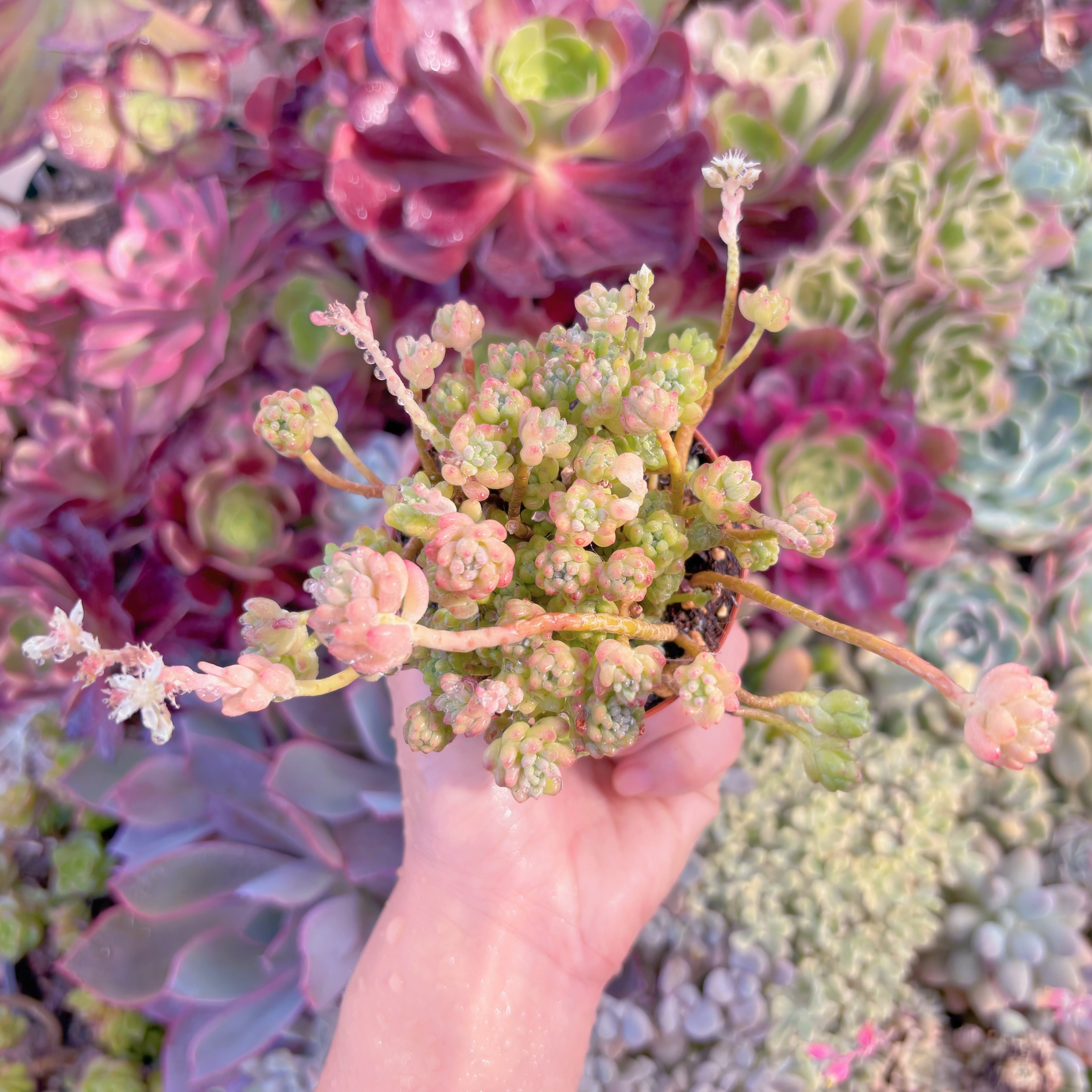 現品　Flower Group Variegata#533　るる農園