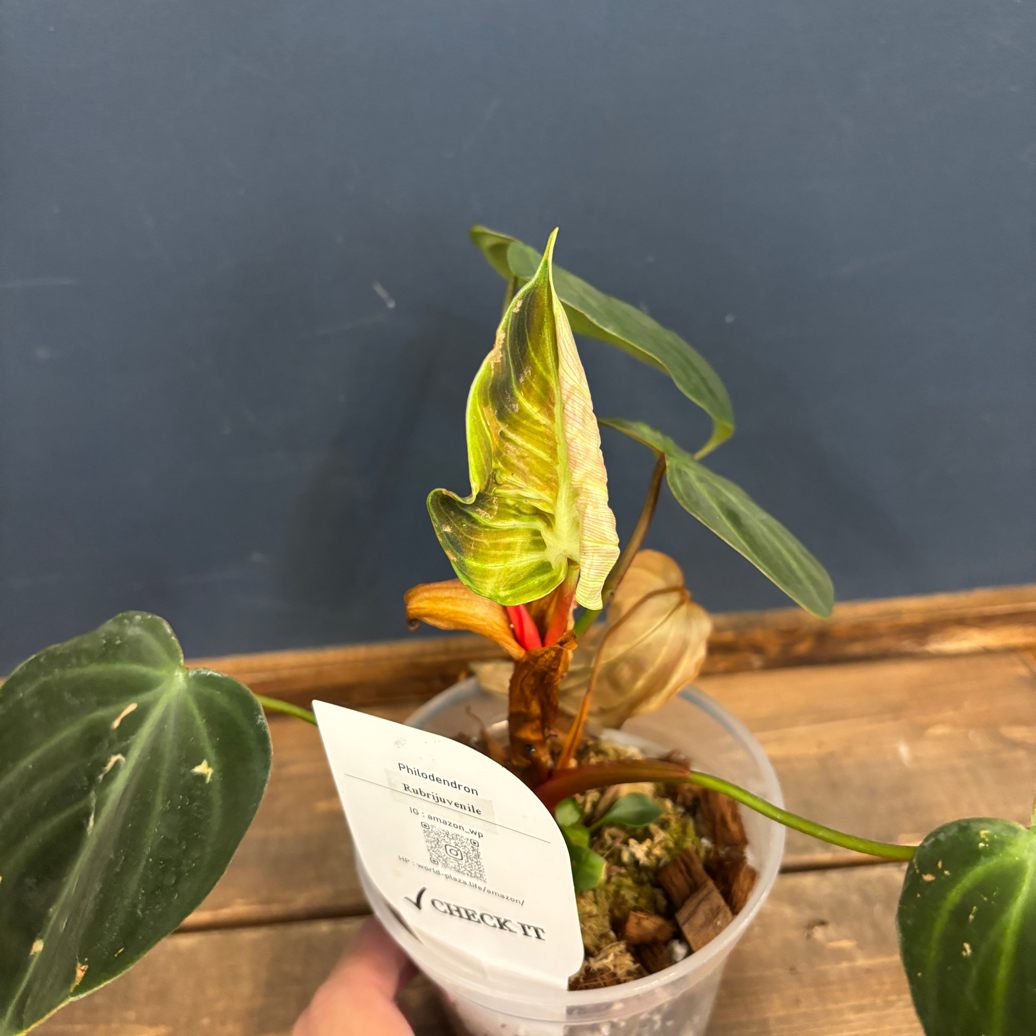 フィロデンドロン ルビジュベナイル(エルチョコレッド)【341