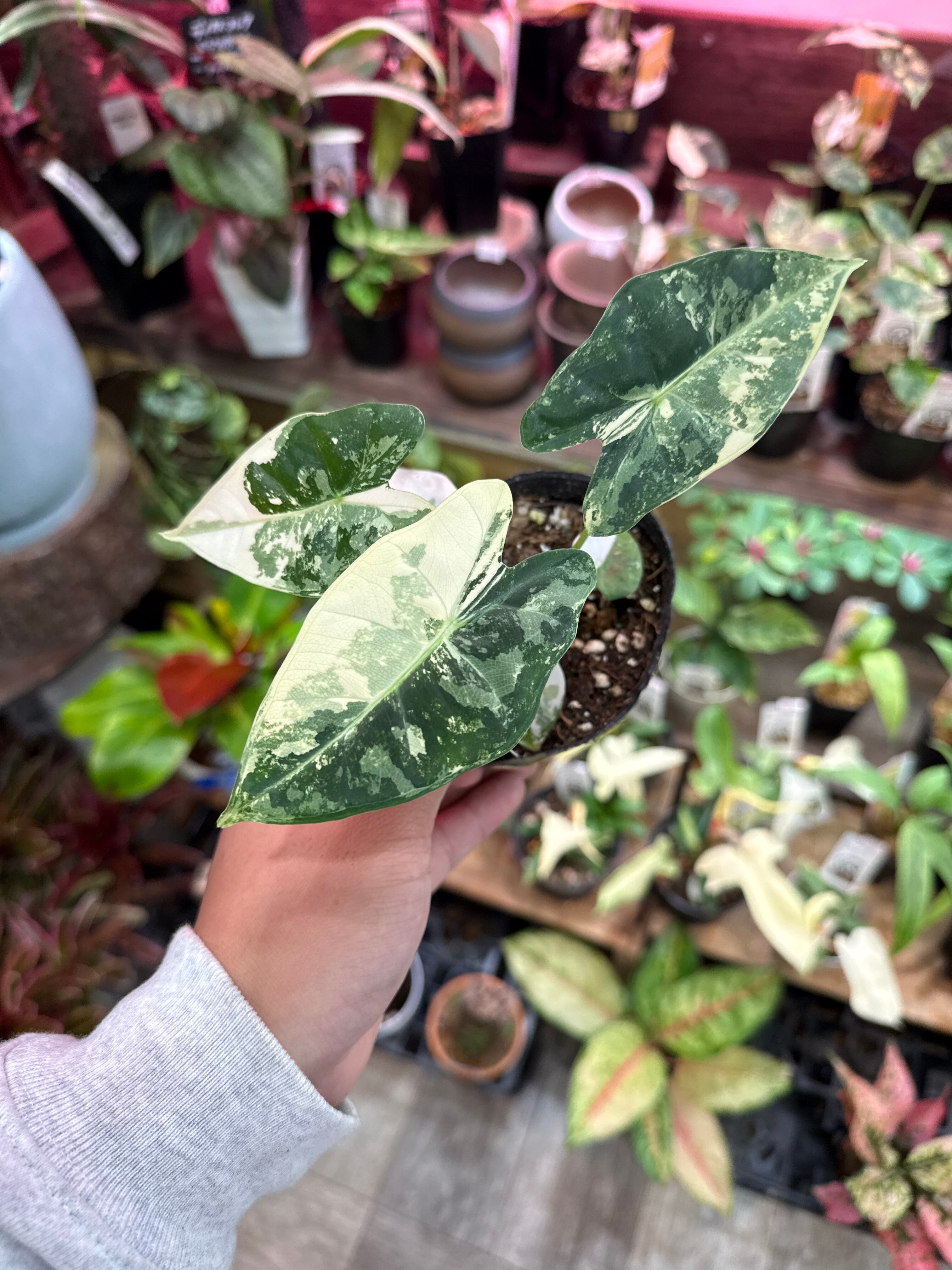 ③ アロカシア GV斑入り 