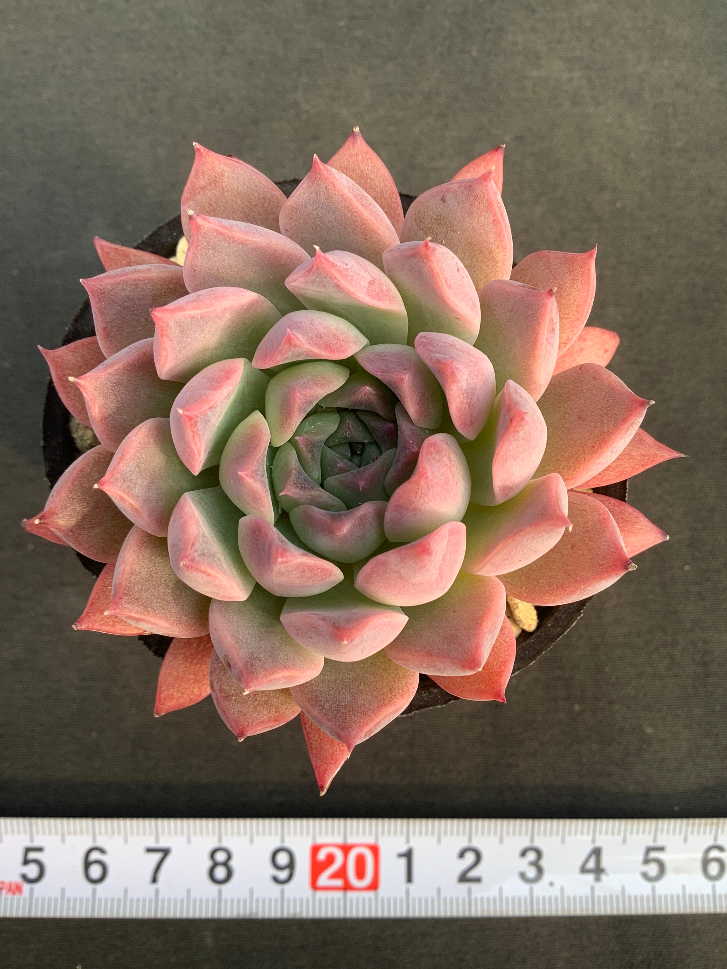 多肉アン⭐️コロラータブランディティ×ヒアリナラパス⭐️多肉