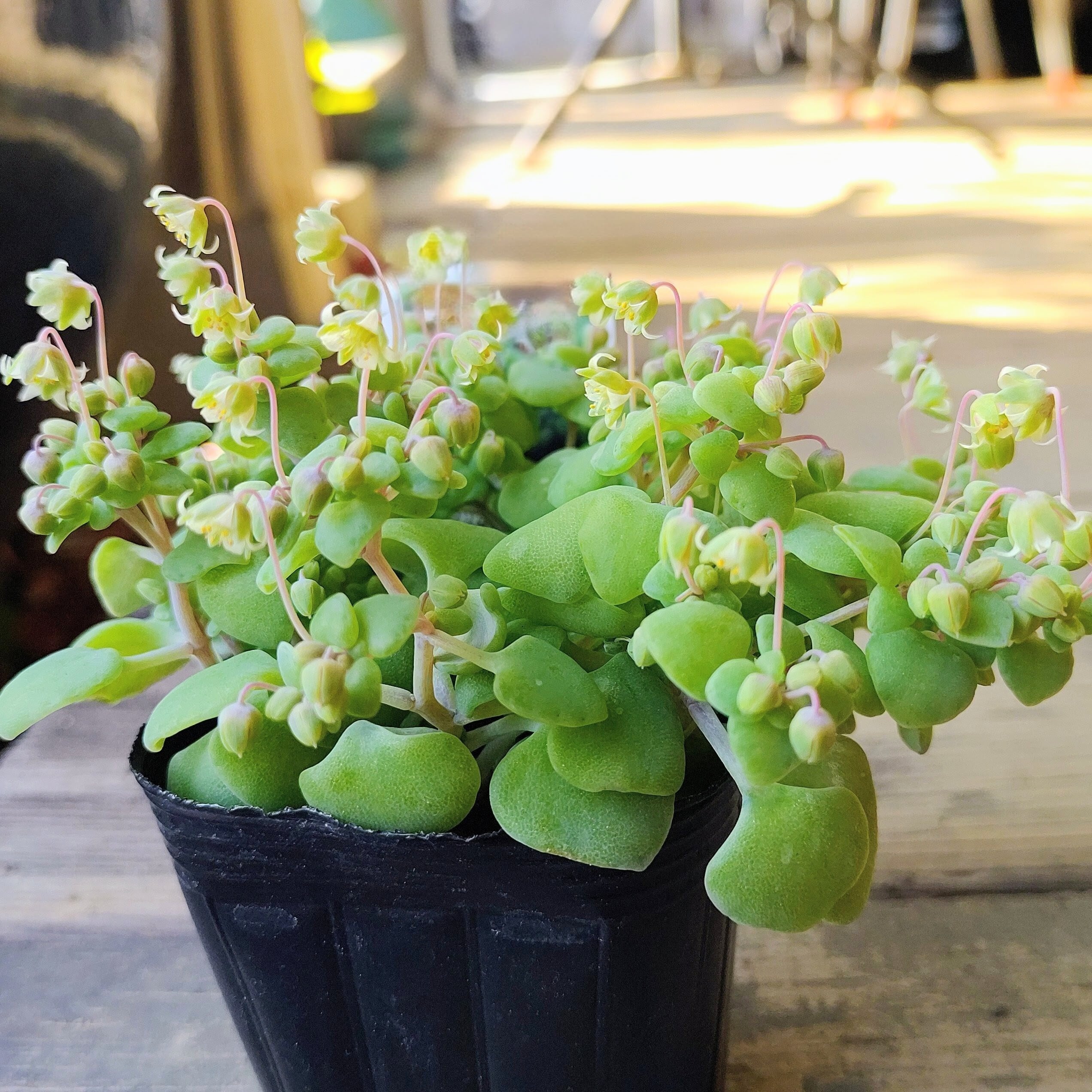 ネモロサ クラッスラ | RuPo 多肉植物専門店