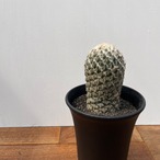 Pelecyphora strobiliformis【ペレシフォラ・銀牡丹】
