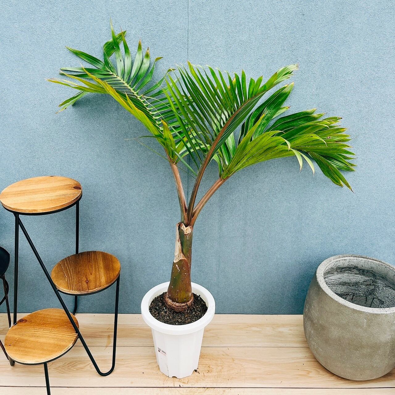 現品］F1 トックリヤシ 7号 観葉植物 室内 プラスチック鉢 南国風