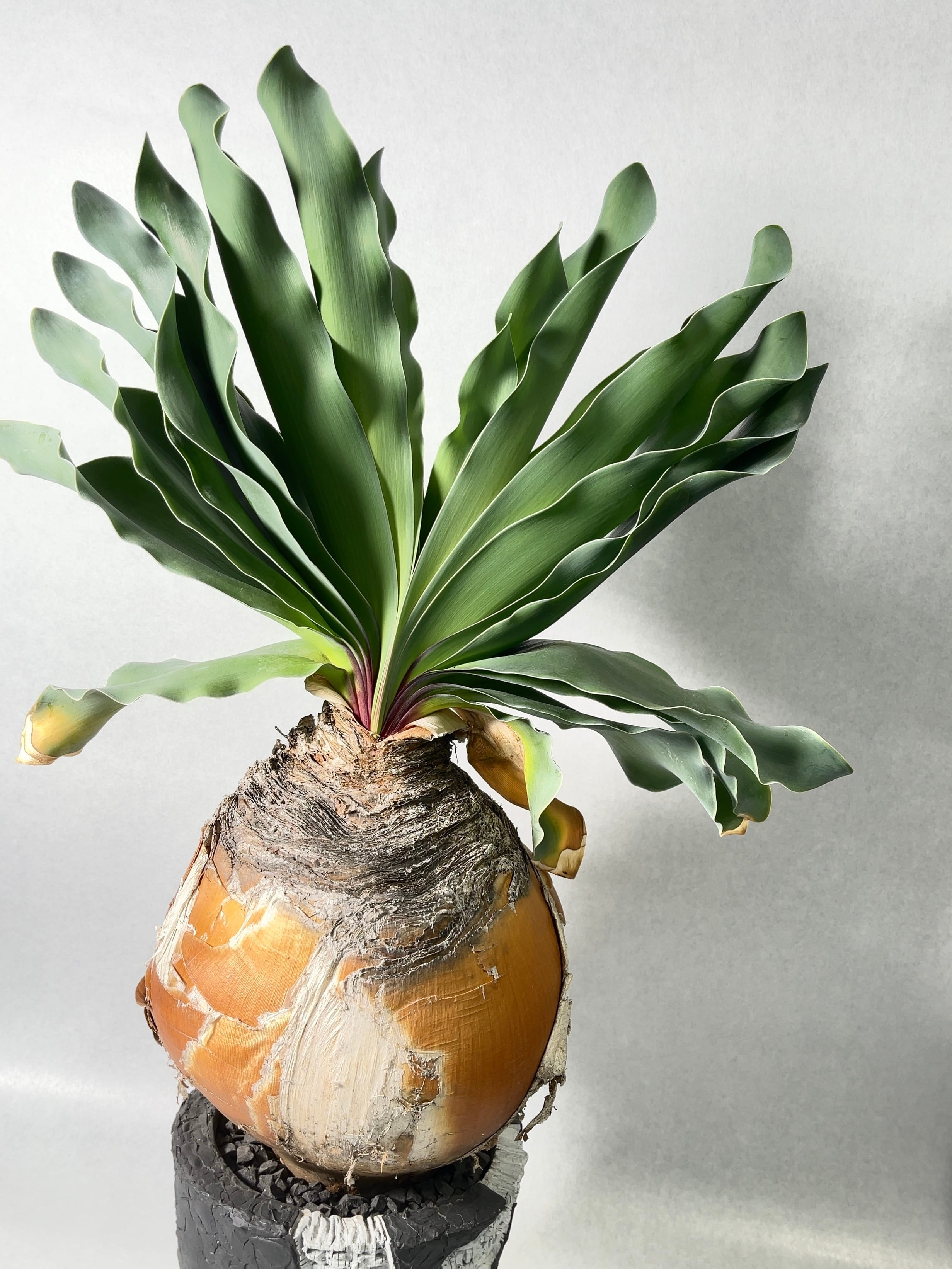 ブーファン・ハエマンソイデス | trigger