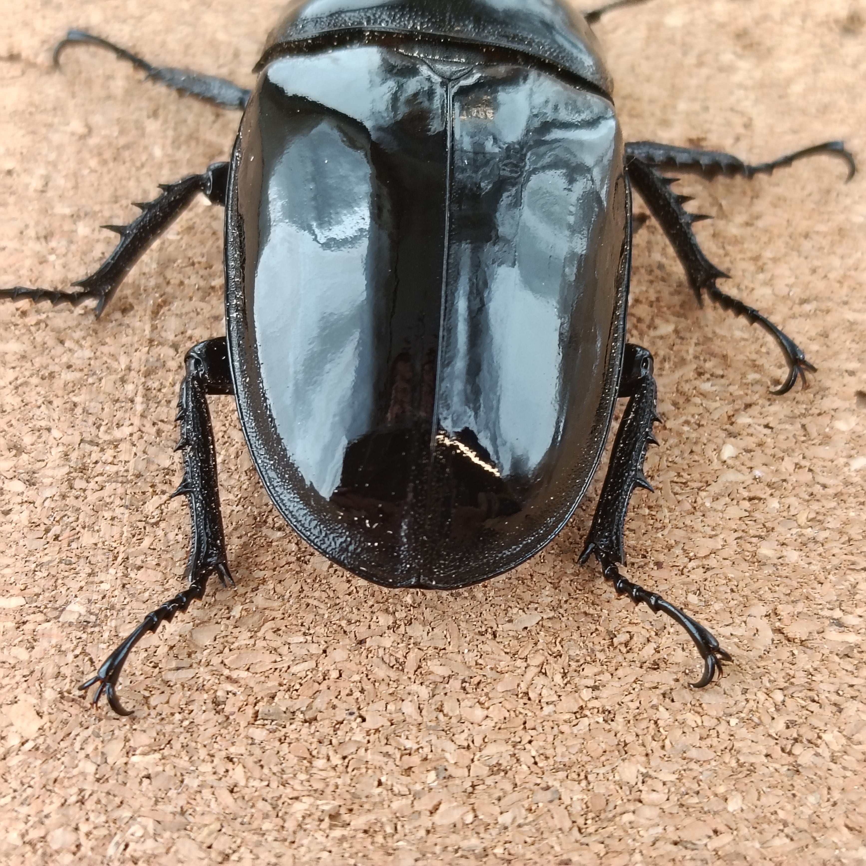 タランドゥスオオツヤクワガタ ♂ 82.5mm、♀53.6mm 販売中 | カブクワ