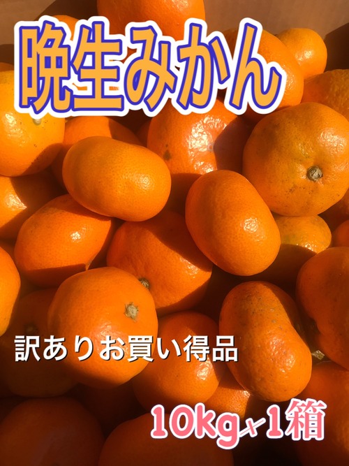 【晩生みかん】　訳ありお買い得品10kg/箱