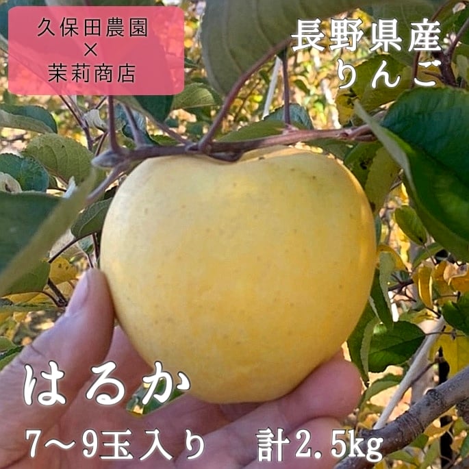 はるか　高糖度！レモン色の希少種りんご　2.5kg(7～9玉)　長野県産　※送料別　茉莉商店