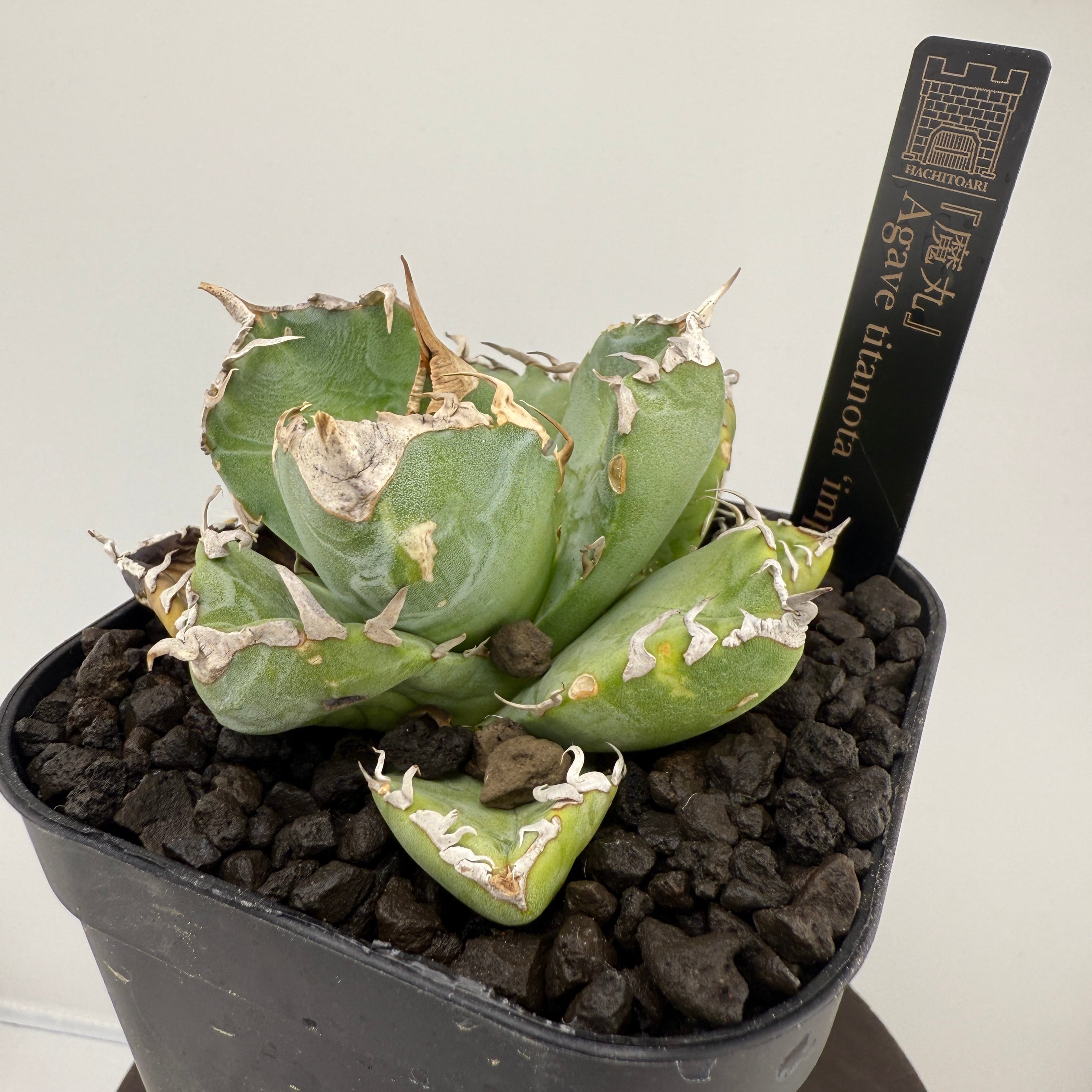 No.5 魔丸 Agave titanota