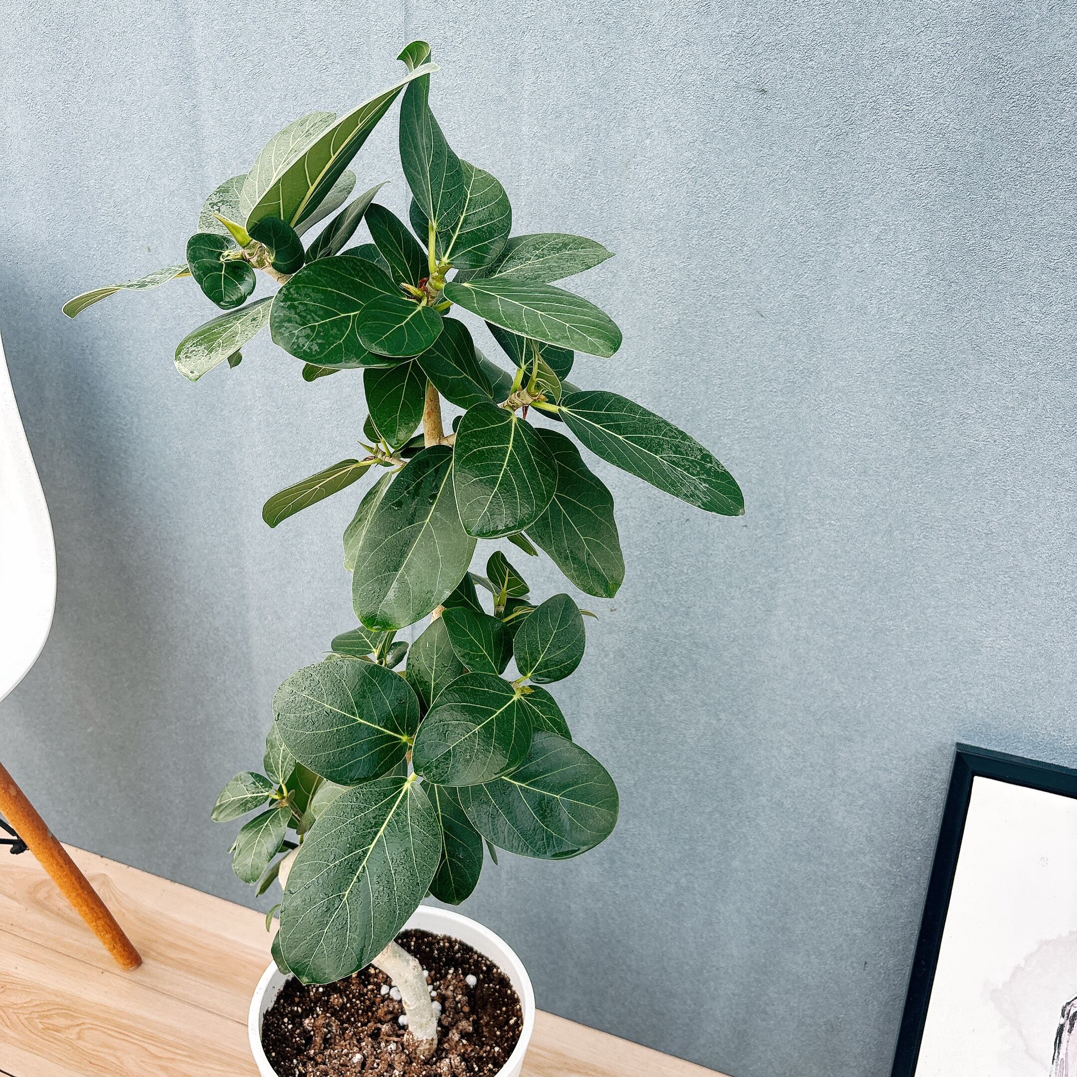 現品］99番 フィカス ベンガレンシス 曲がり 8号 観葉植物 室内 大型