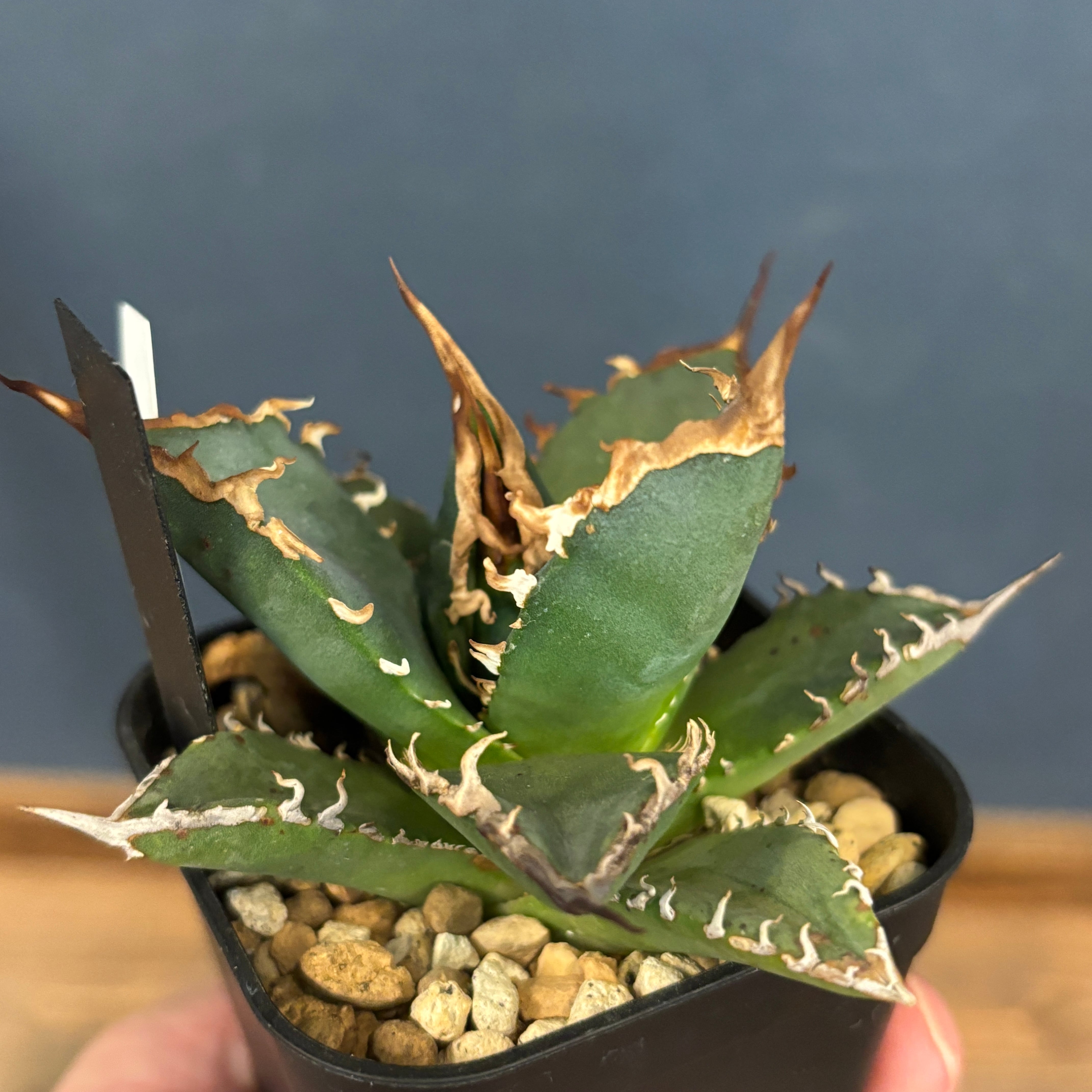 アガベ チタノタ 黒犀牛 活着済み【親株のみ・大株・強鋸歯】 アガベ チタノタ 黒犀牛 活着済み【親株のみ・大株・強鋸歯】