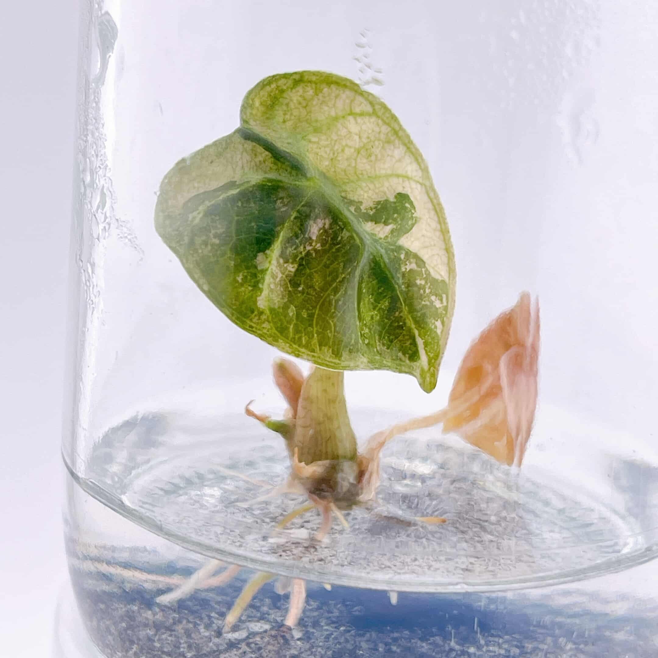 予約販売】Alocasia 'Heart Balloon' Pink Albo｜アロカシア ハート