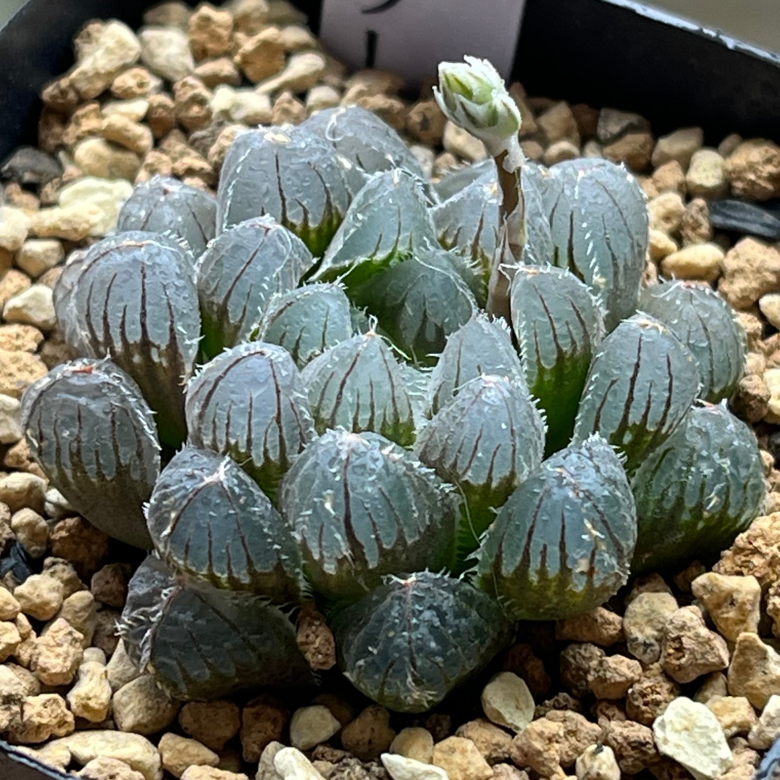 ハオルチア 三仙寿錦 | mocono_plants