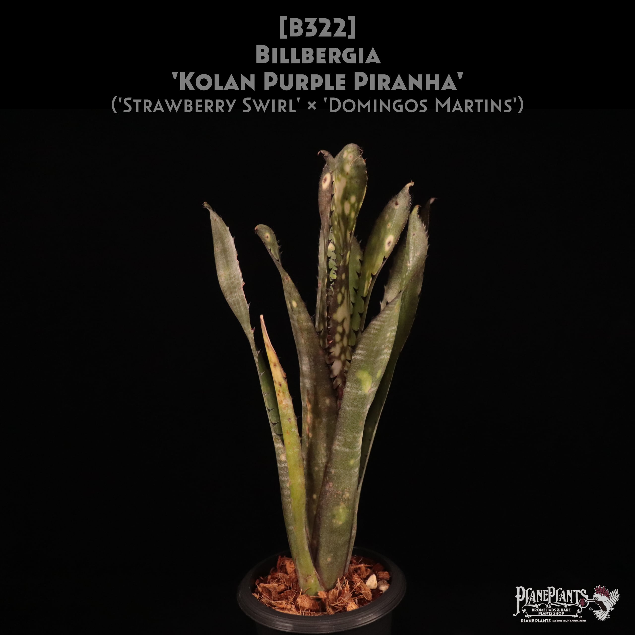 Billbergia | plane plants