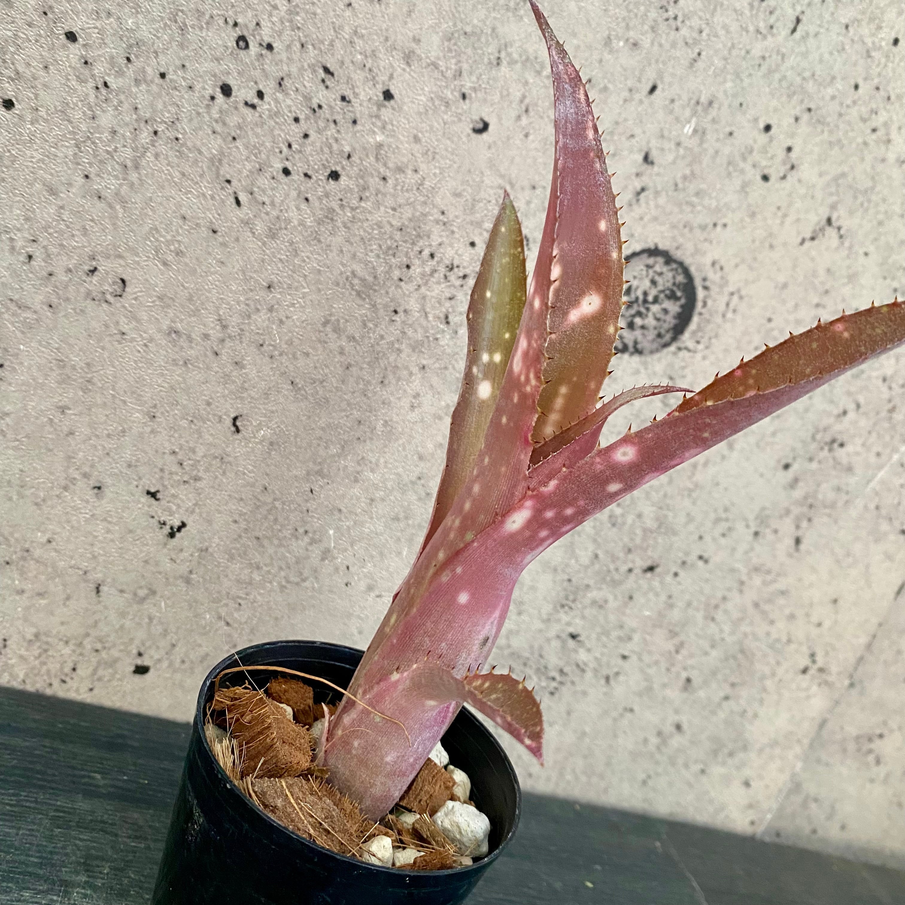 Planet Plants プラネットプランツ