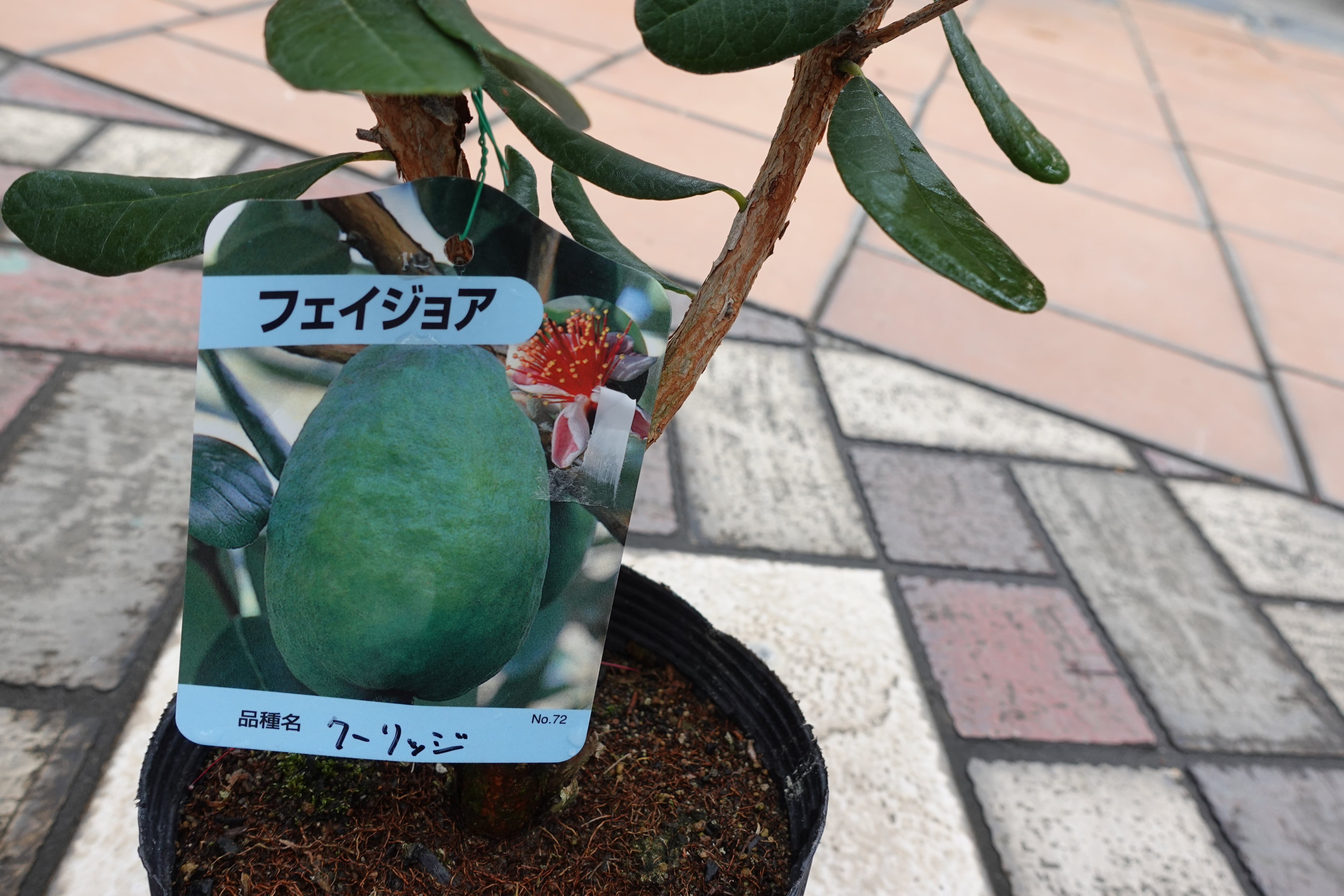 人気の希少庭木 フェイジョア（クーリッジ） （苗木） | mateflowergarden