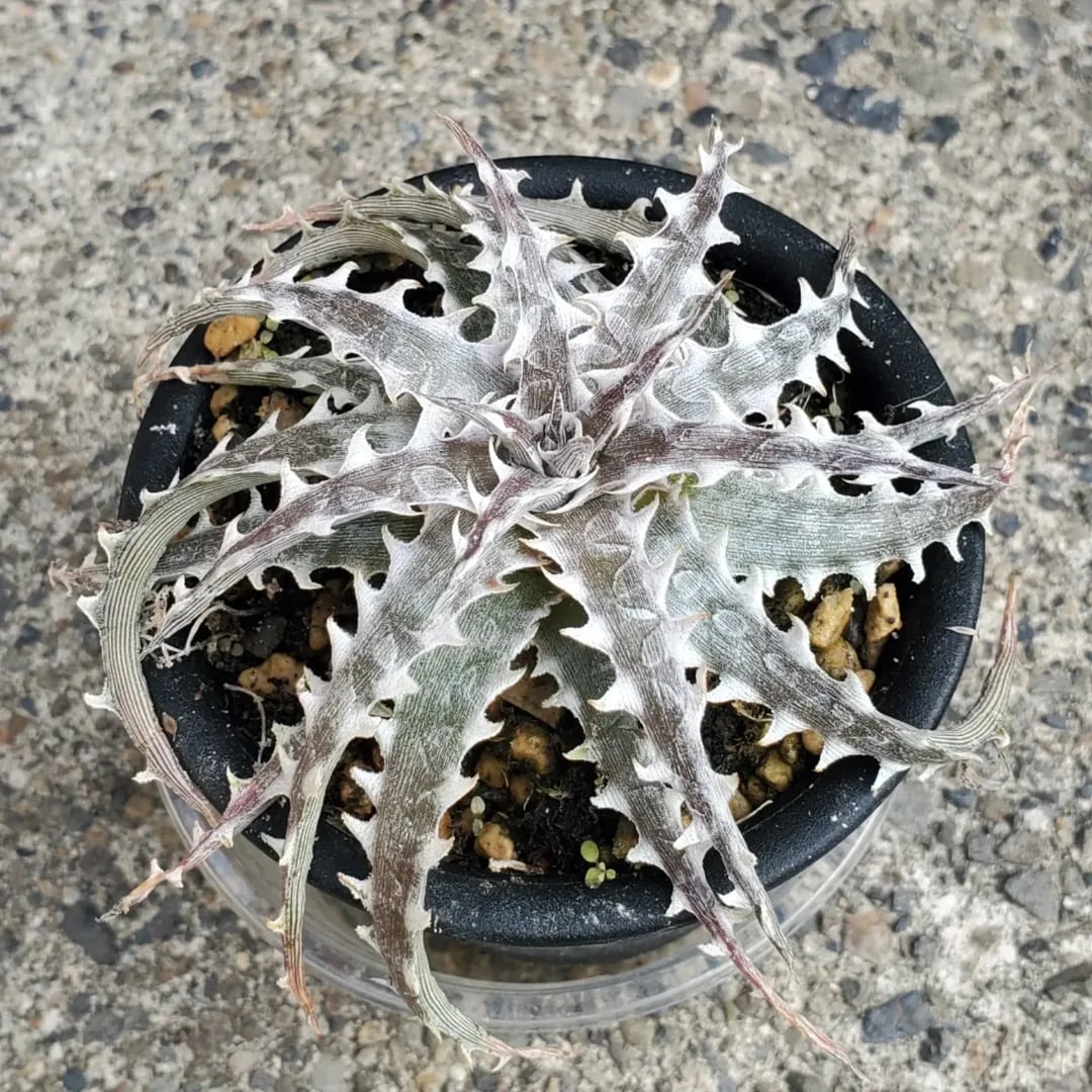 グレートホワイトシャーク　子株 レアプランツ通販サイトPlants Maniax（プランツ・マニアックス）