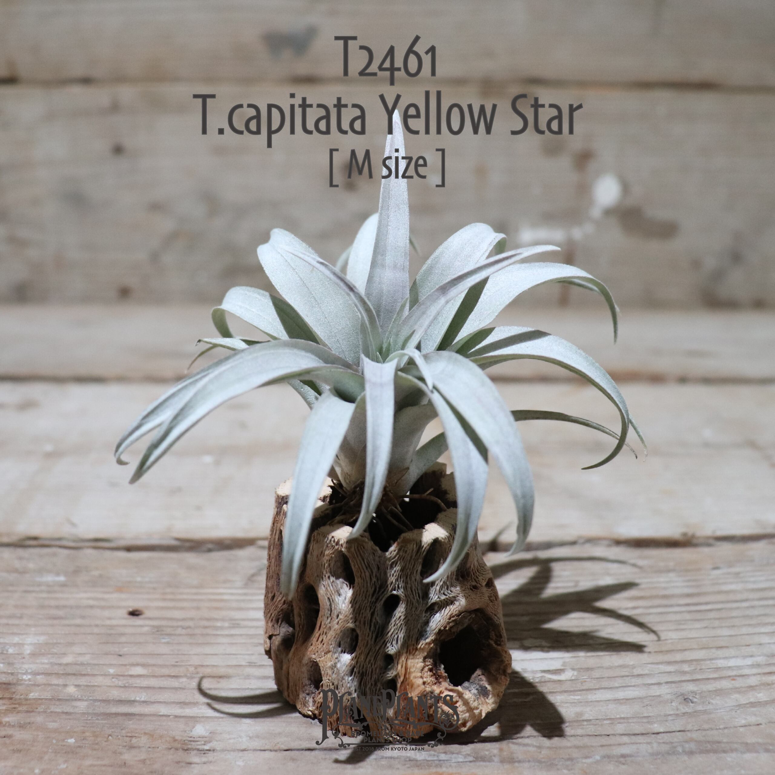 送料無料】capitata Yellow Star〔エアプランツ〕現品発送T2461