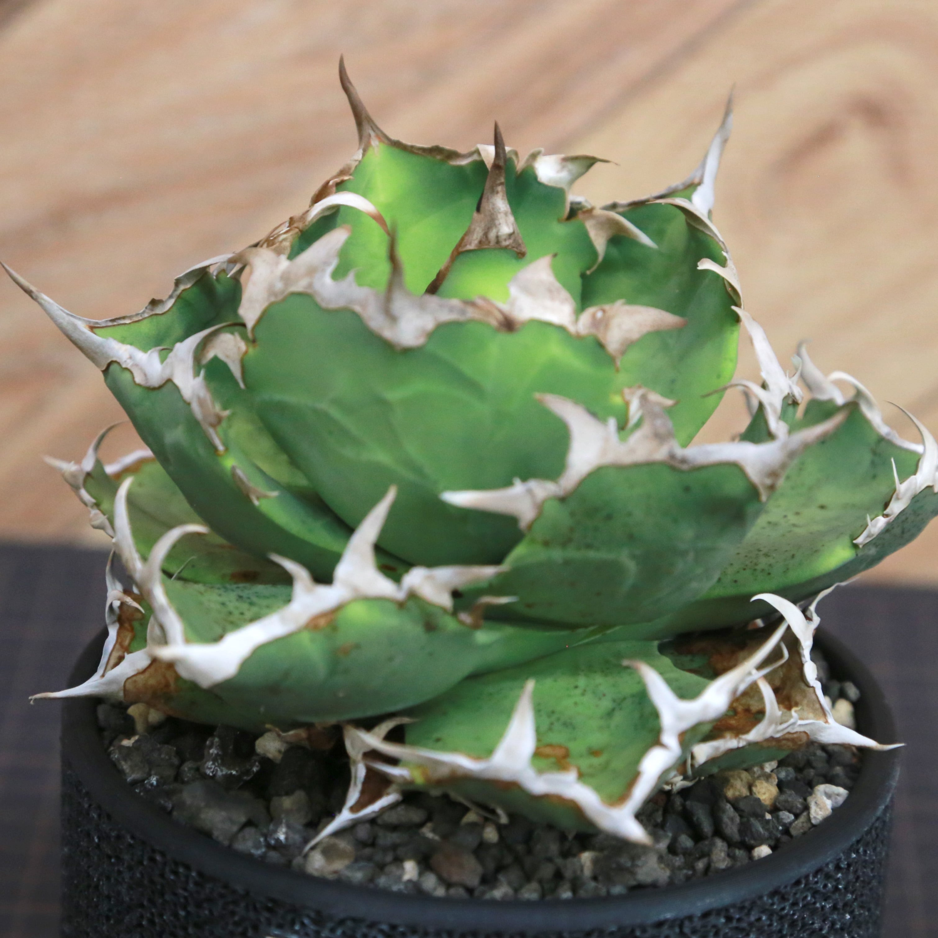 アガベ チタノタ ノーネーム　逆棘　蟹 Agave Titanota 蟹 (Crab) アガベ チタノタ / 中株(4号鉢)/Lot.001