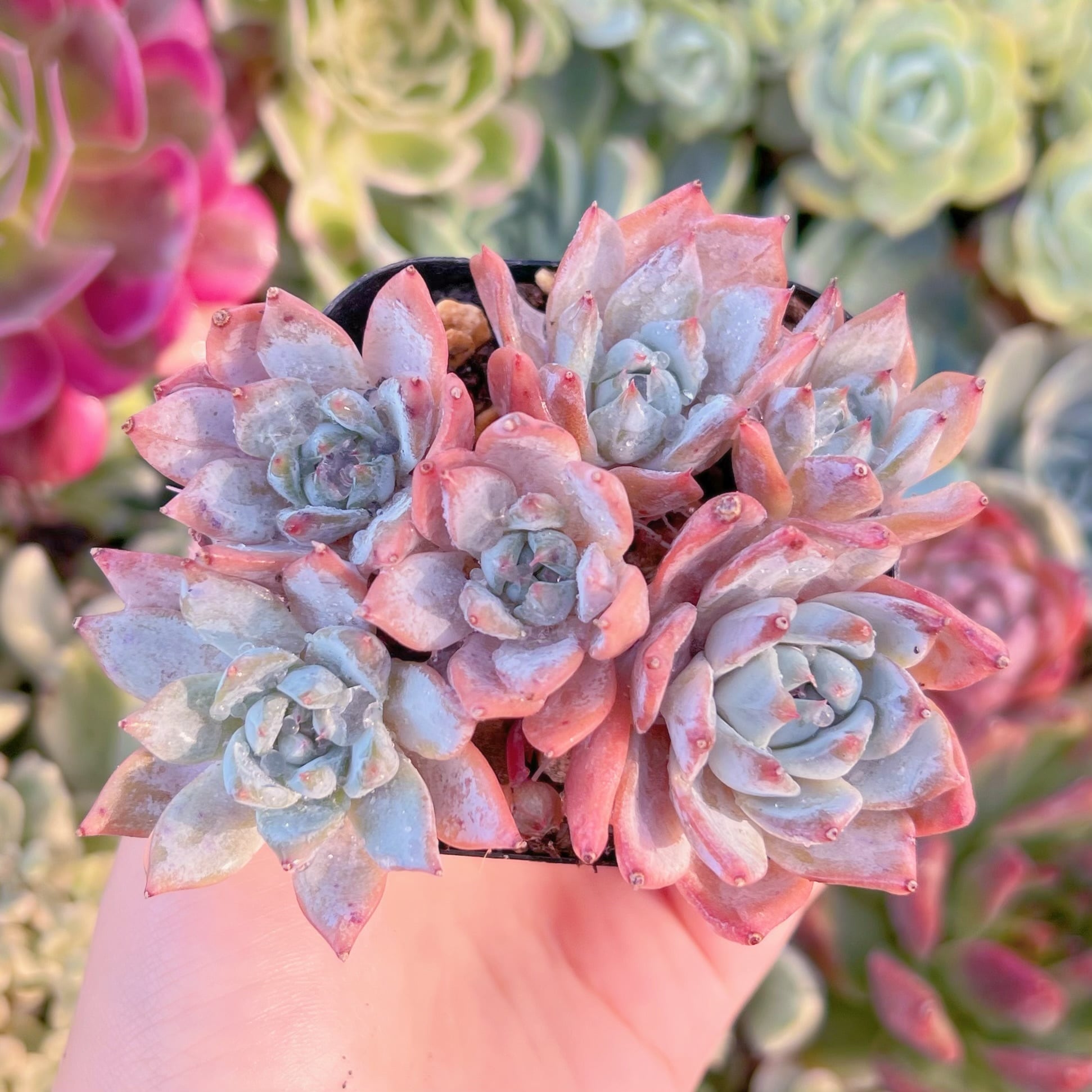 現品　Blue Bird群生#C24　るる農園