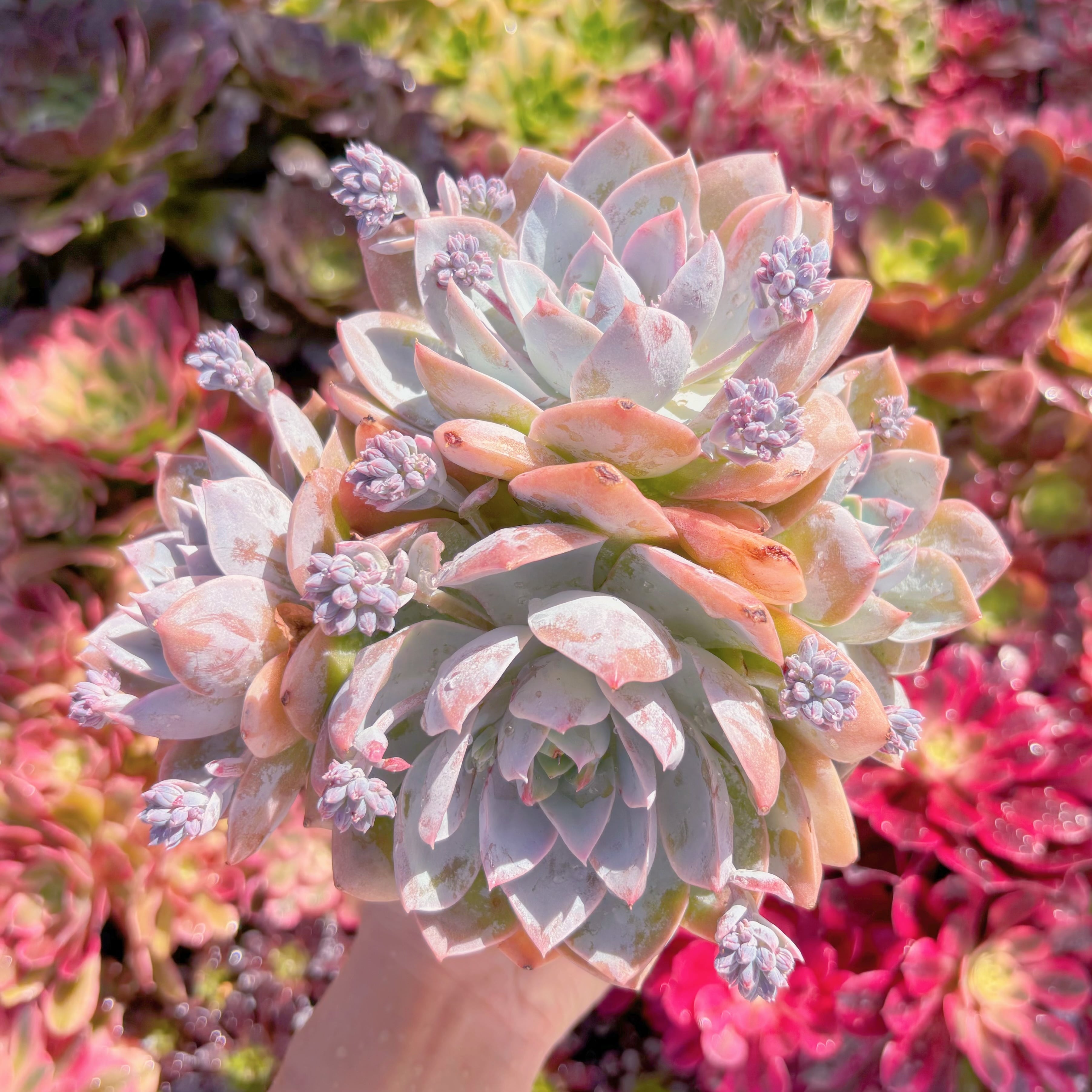 現品　Sedum suaveolens#M188　大群生　新入荷　るる農園