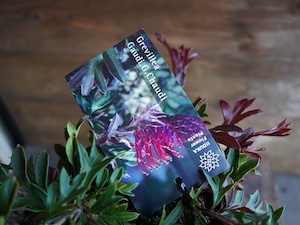 【現物】グレビレア "ガウディチャウディ" B