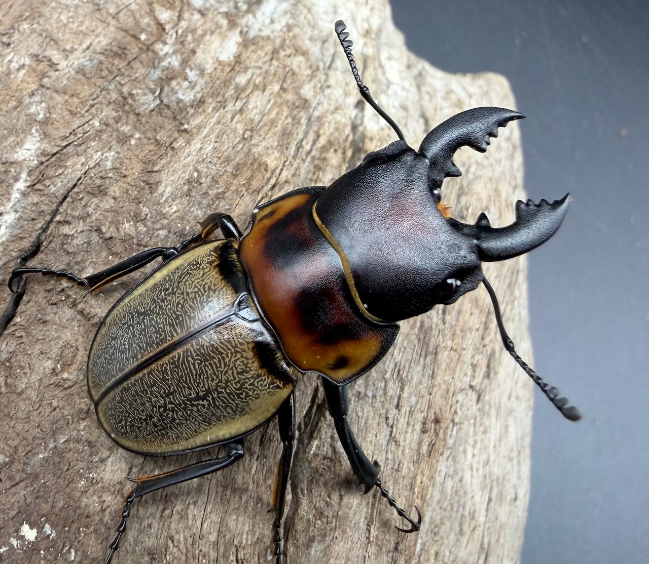 【WD】《ゾンメルツヤクワガタ 46mm ペア》