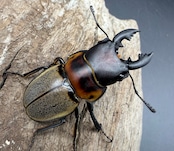 【WD】《ゾンメルツヤクワガタ 46mm ペア》