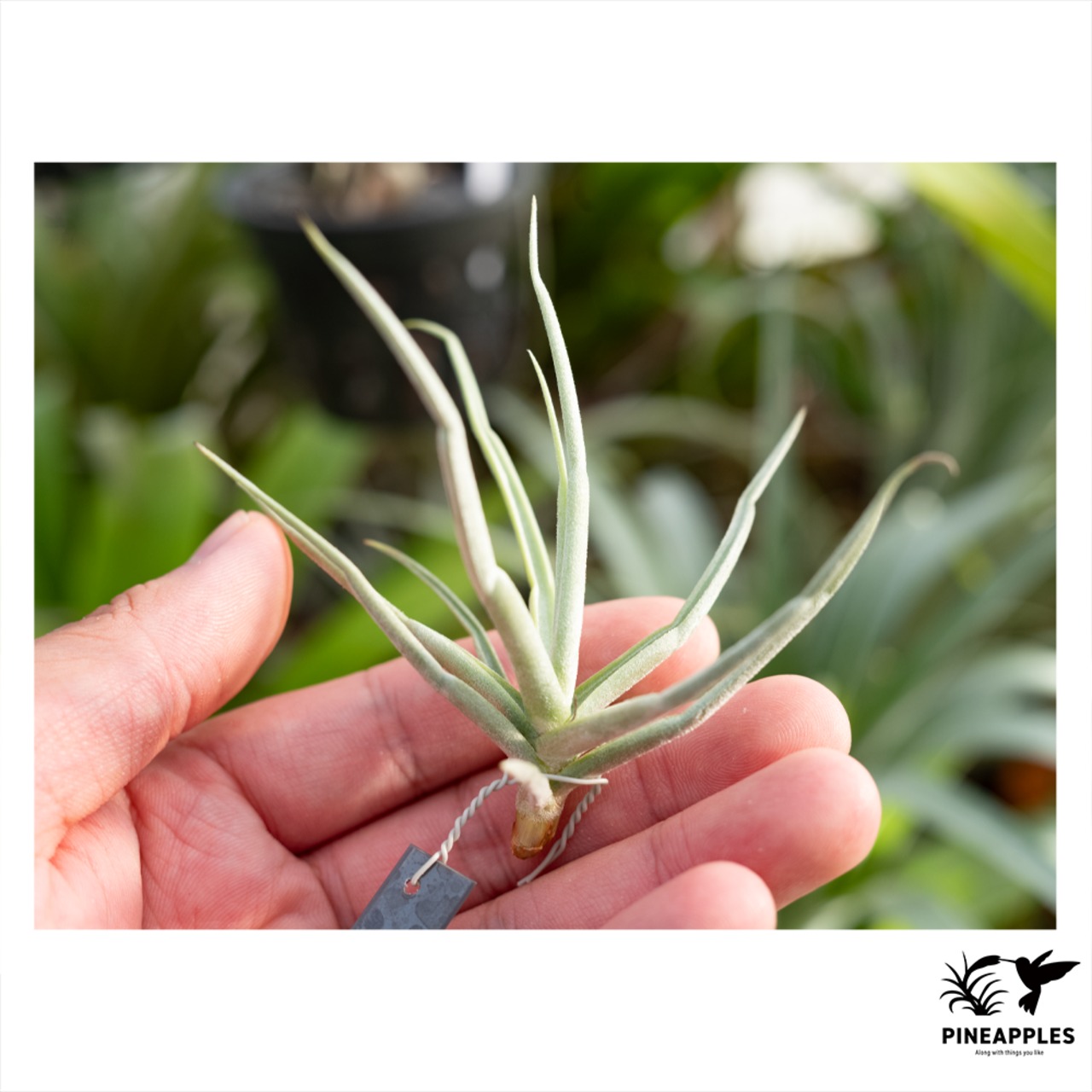 Tillandsia reichenbachii forma. alba 【現品】 - 1