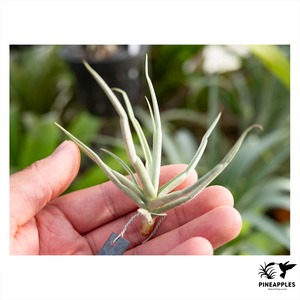 Tillandsia reichenbachii forma. alba 【現品】