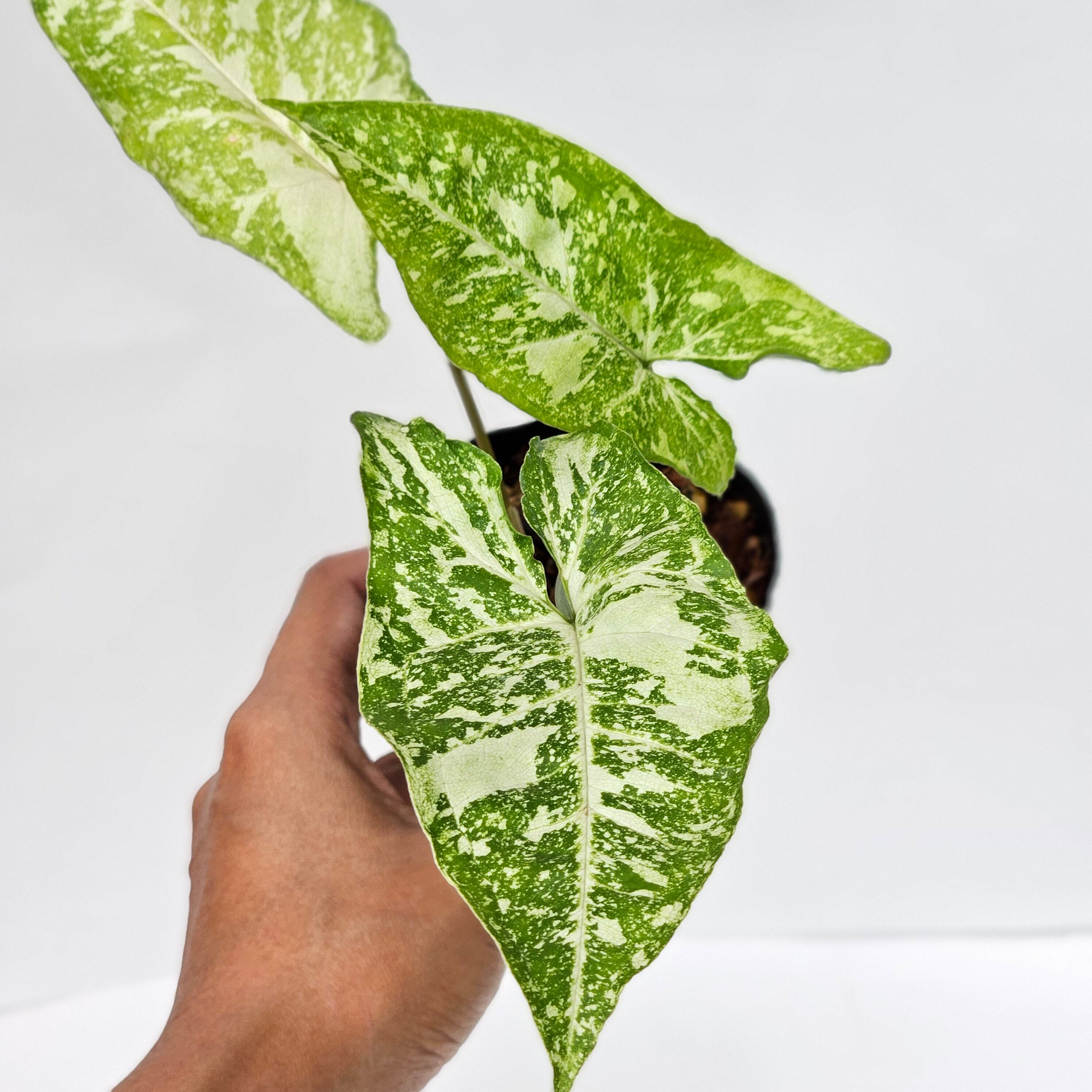 【美斑】〔シンゴニウム・パンダ・ギャラクシー〕Syngonium Panda Galaxy 観葉植物 斑入り ポット発送